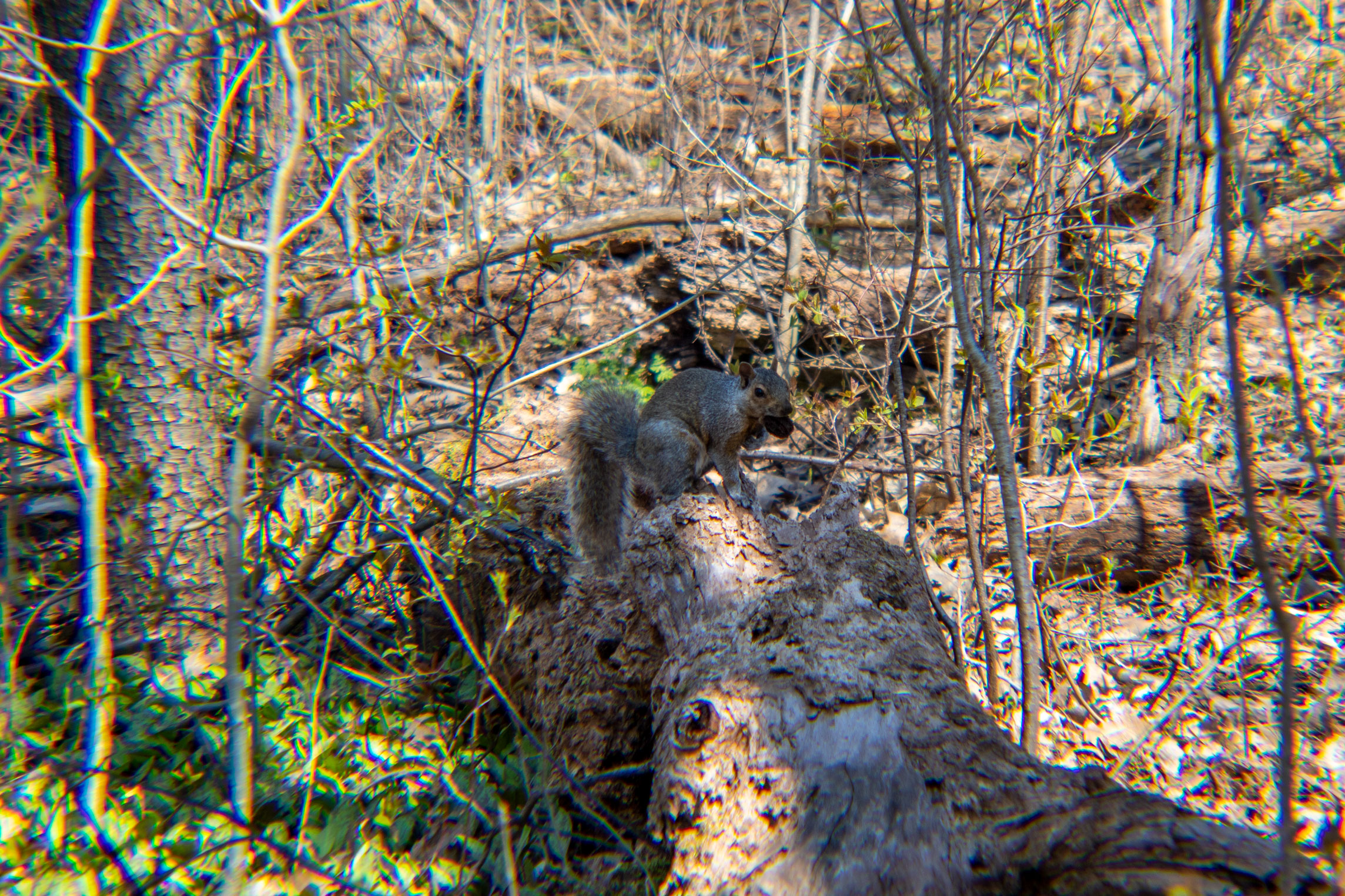 Squirrel sitting on a log in the woods holding a nut
