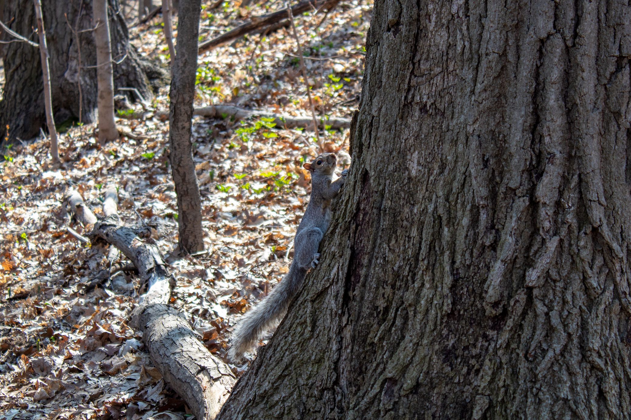 Squirrel clinging to the side of a tree in the woods