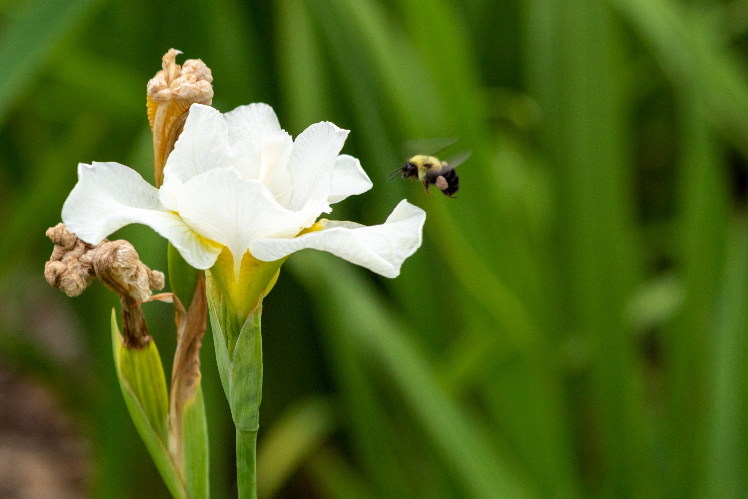 Bumble bee flying towards a white iris