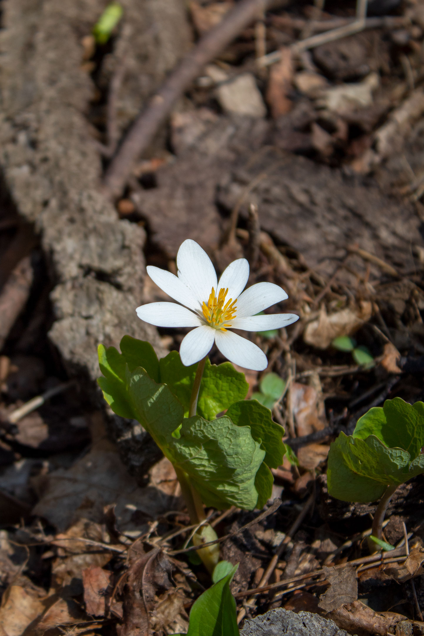 A single white flower (bloodroot) on the forest floor