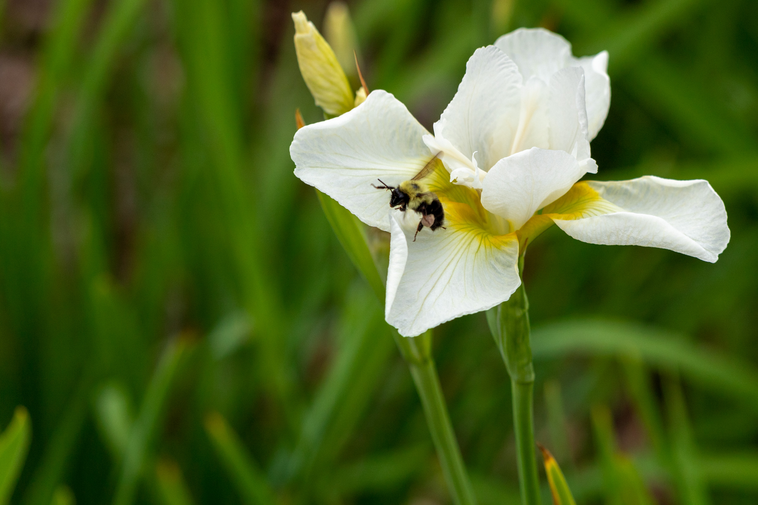 Bumble bee beginning to fly off of a white iris