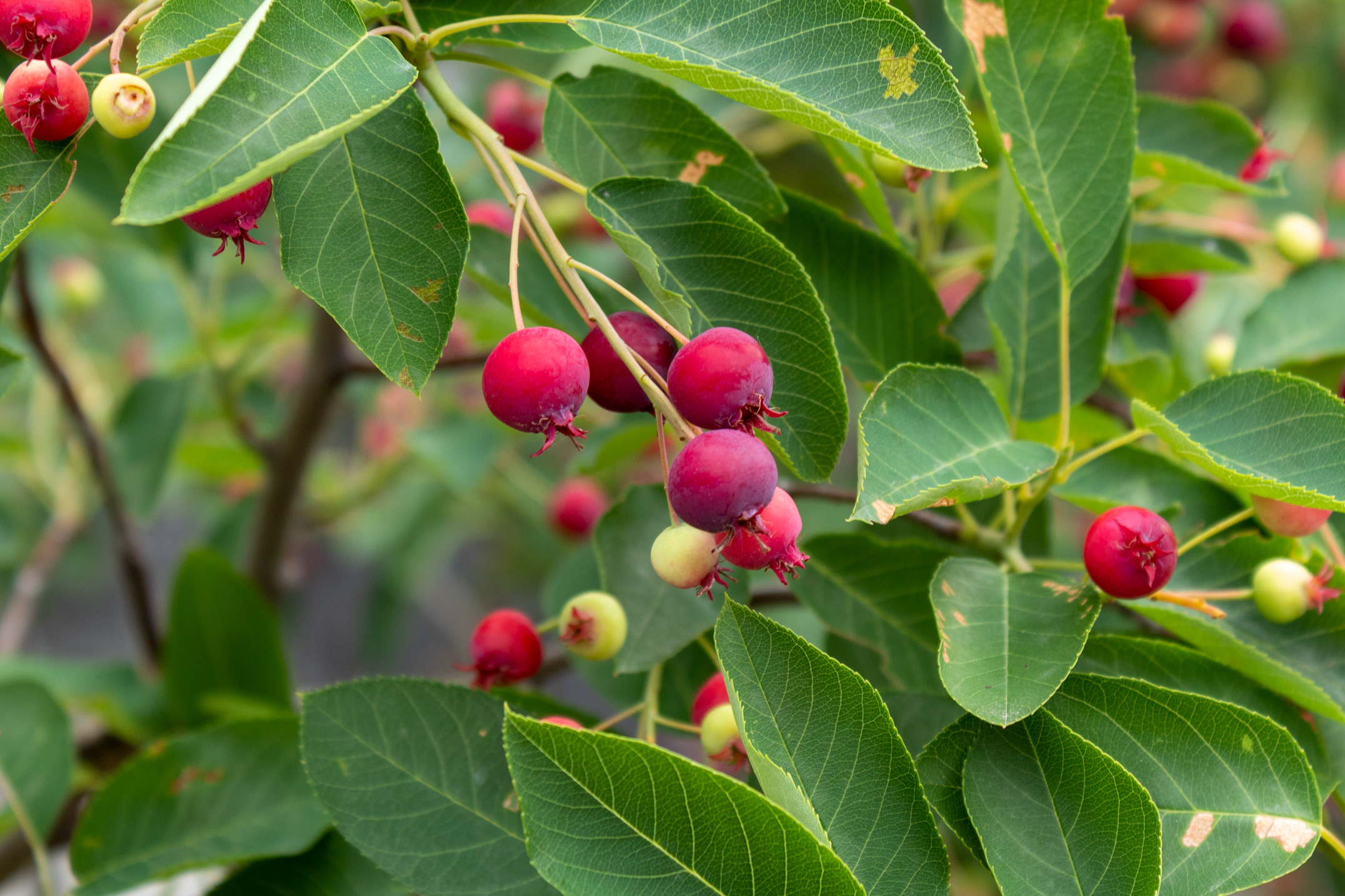 Small red and yellow-green round fruits growing on a leafy tree