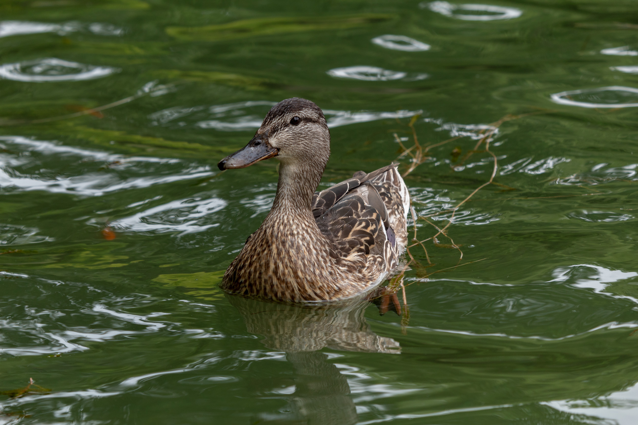 Mallard duck swimming