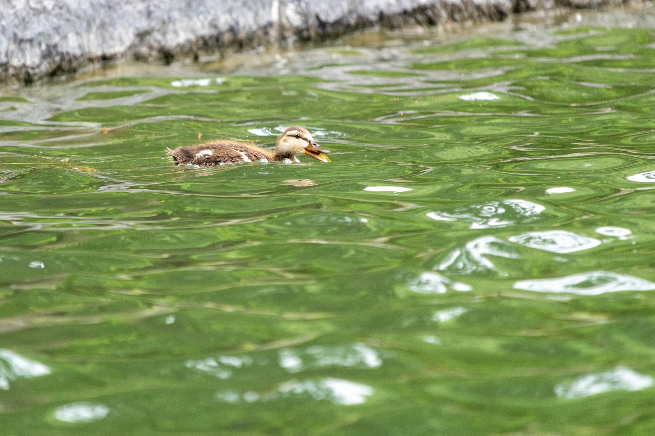 Baby mallard duck swimming