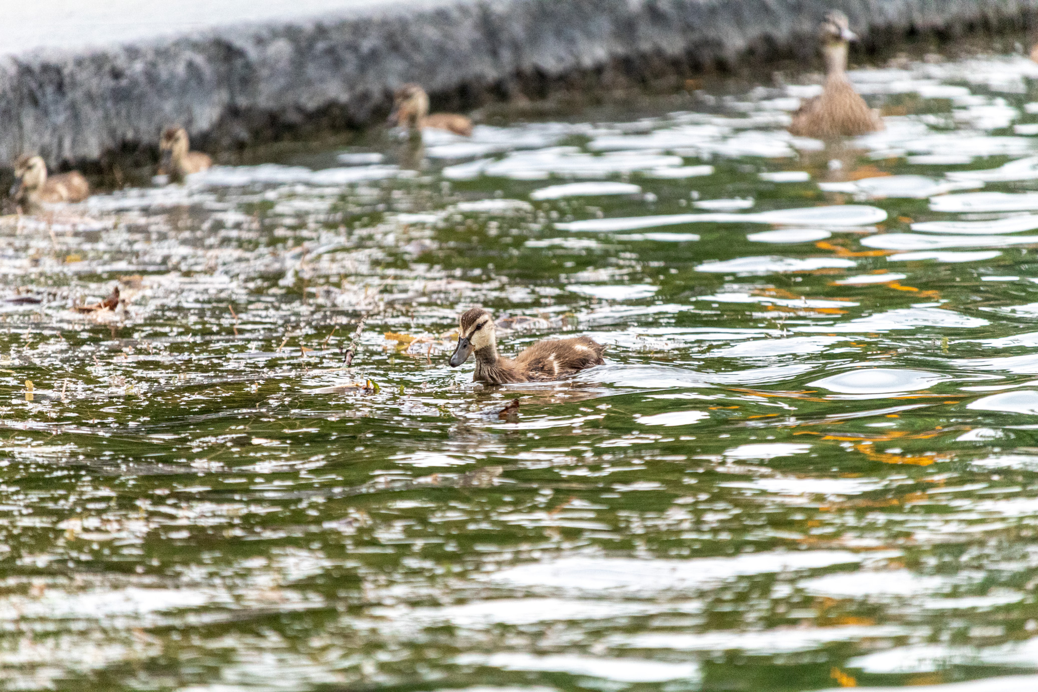 Baby mallard duck swimming; in the background are more ducklings and the ducklings' mother