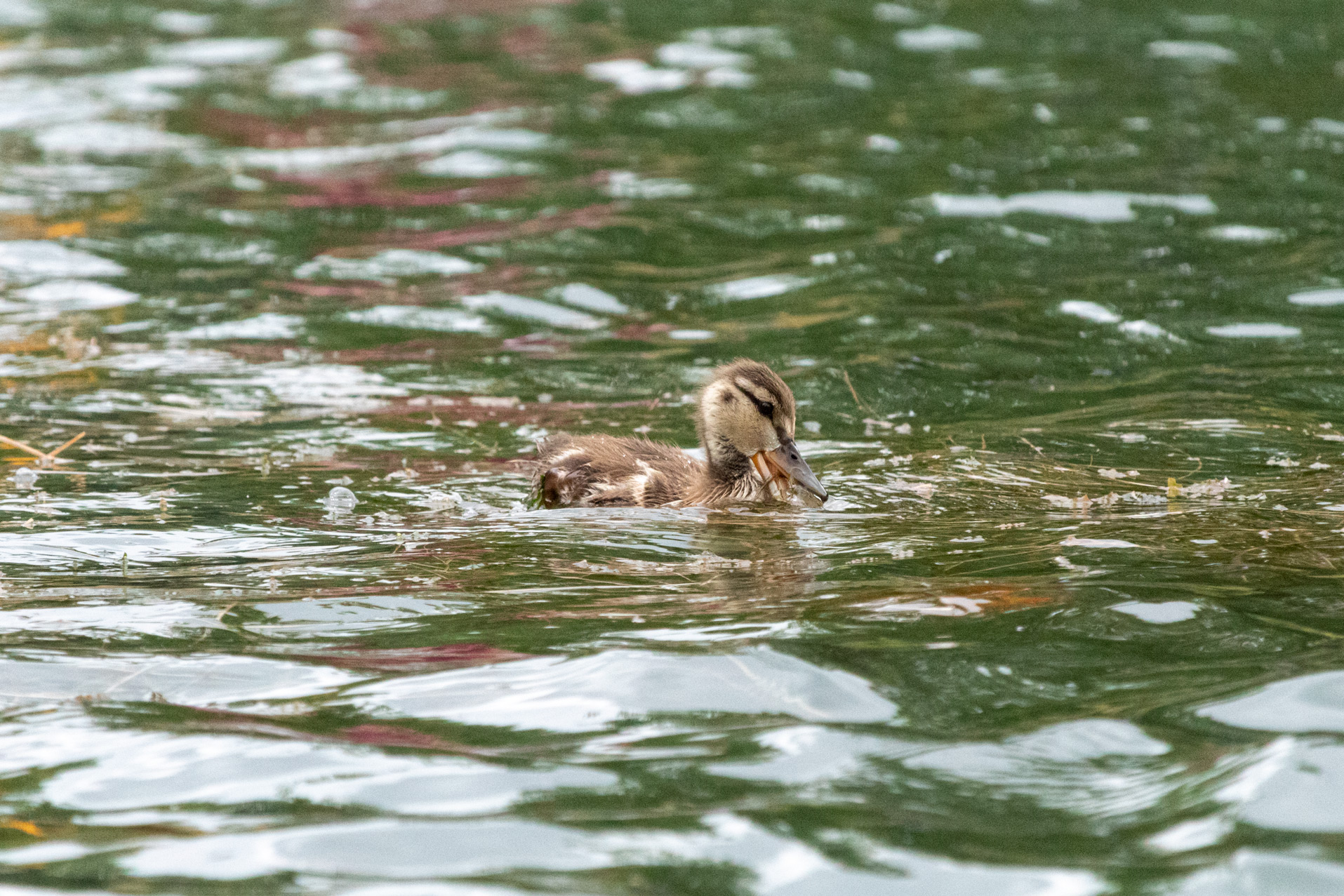 Baby mallard duck swimming and munching on seaweed