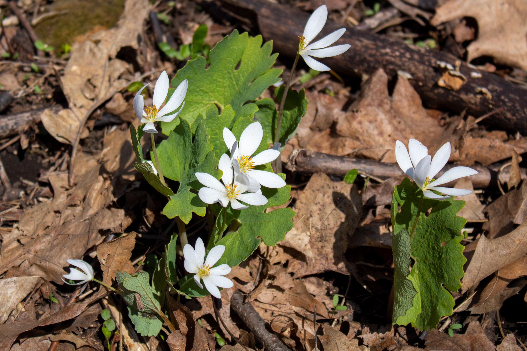 Patch of bloodroot on the forest floor