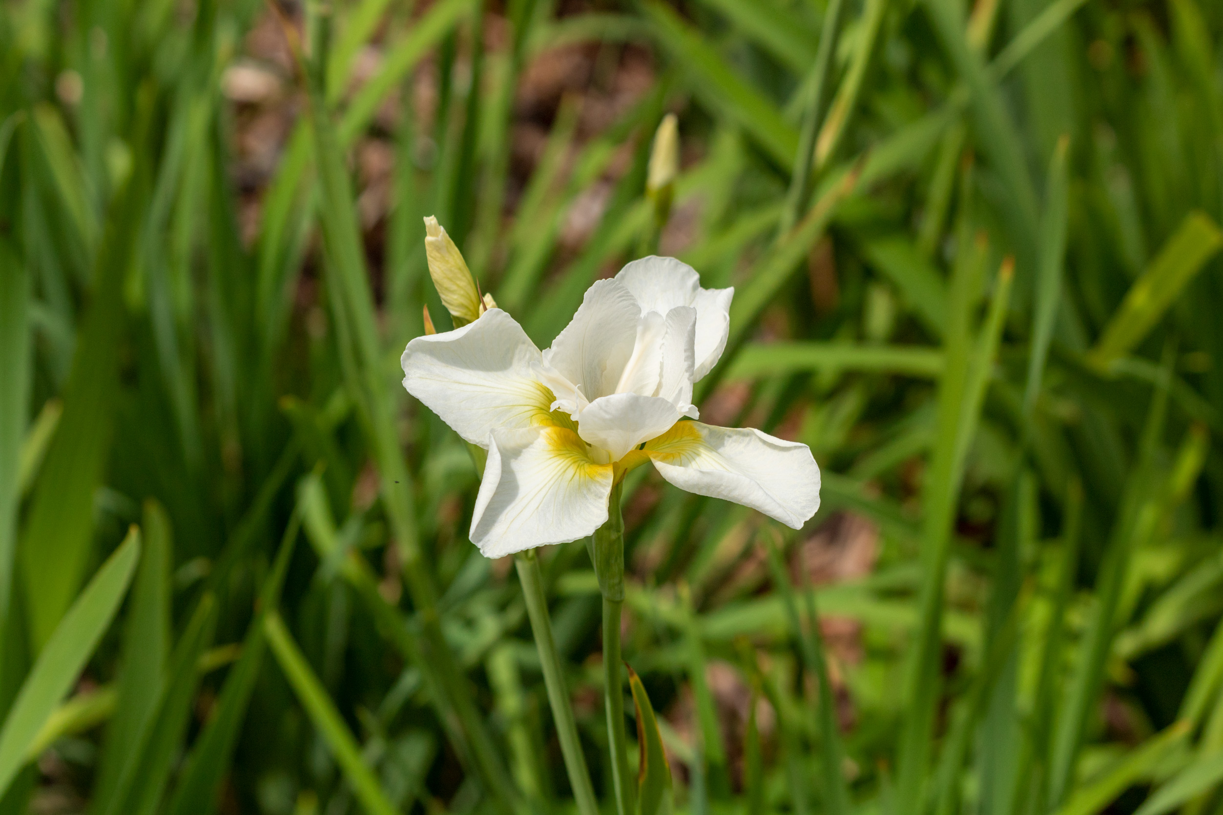 White iris against a blurred leafy background