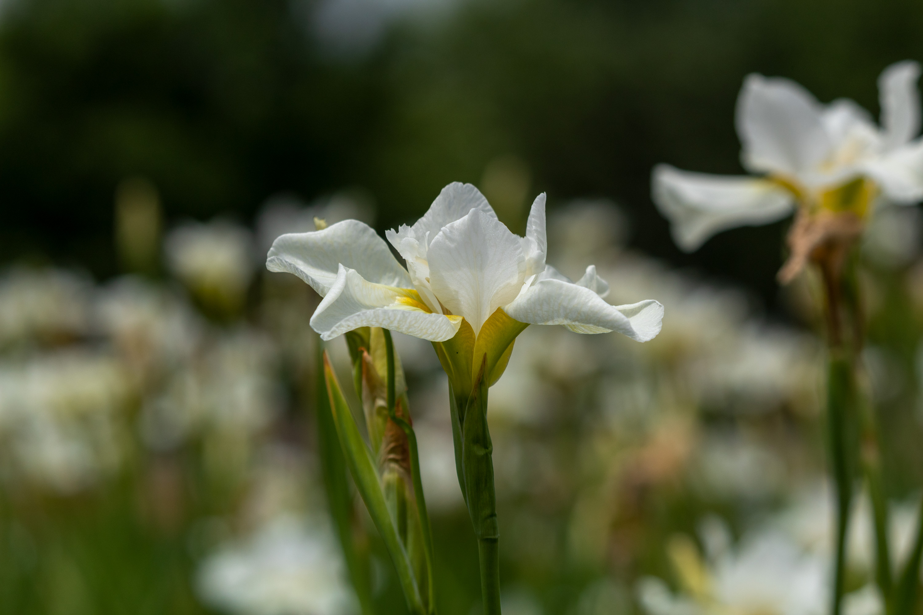 White iris in focus in front of many out-of-focus white irises