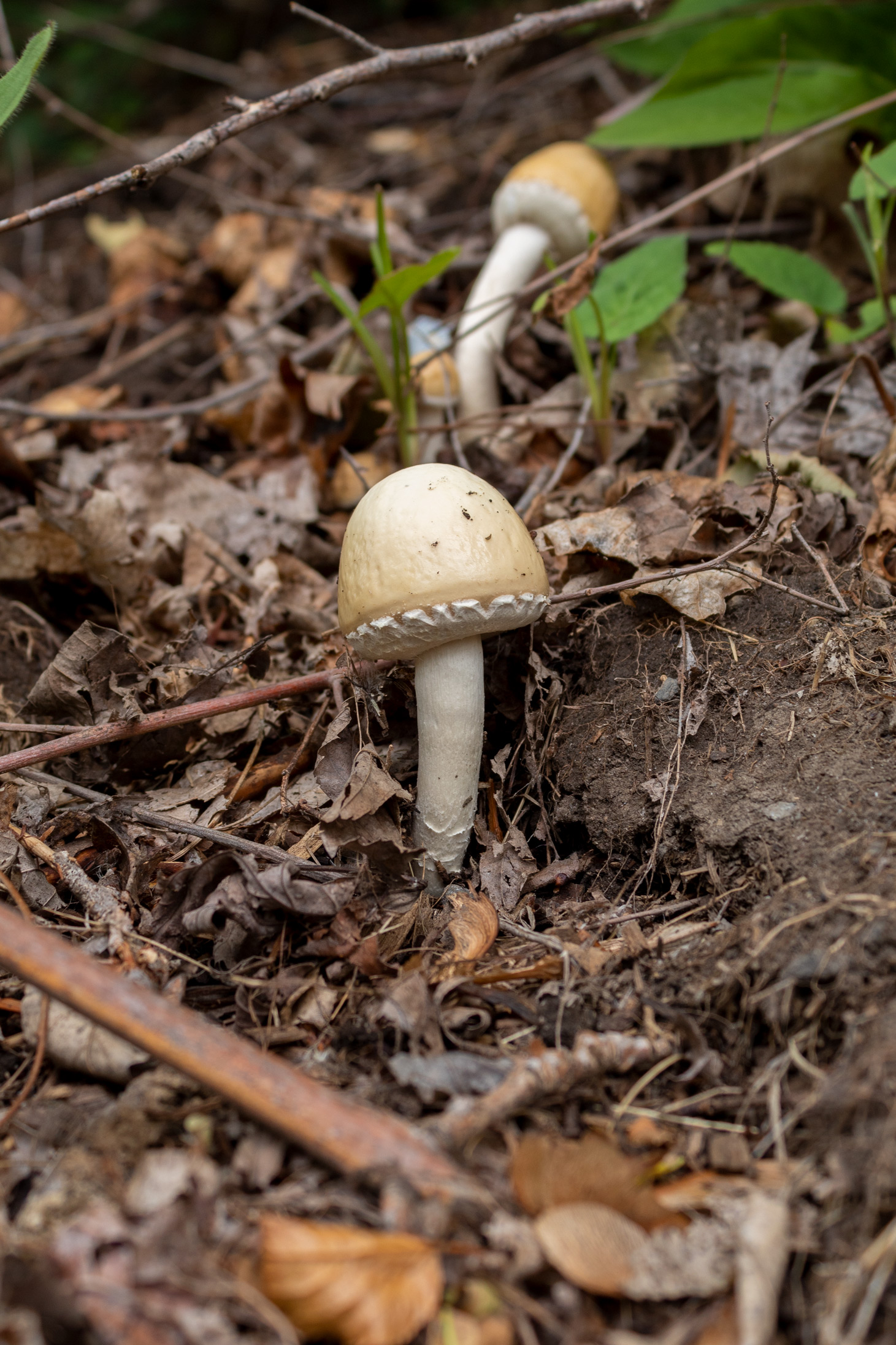 Mushroom sprouting out of the ground