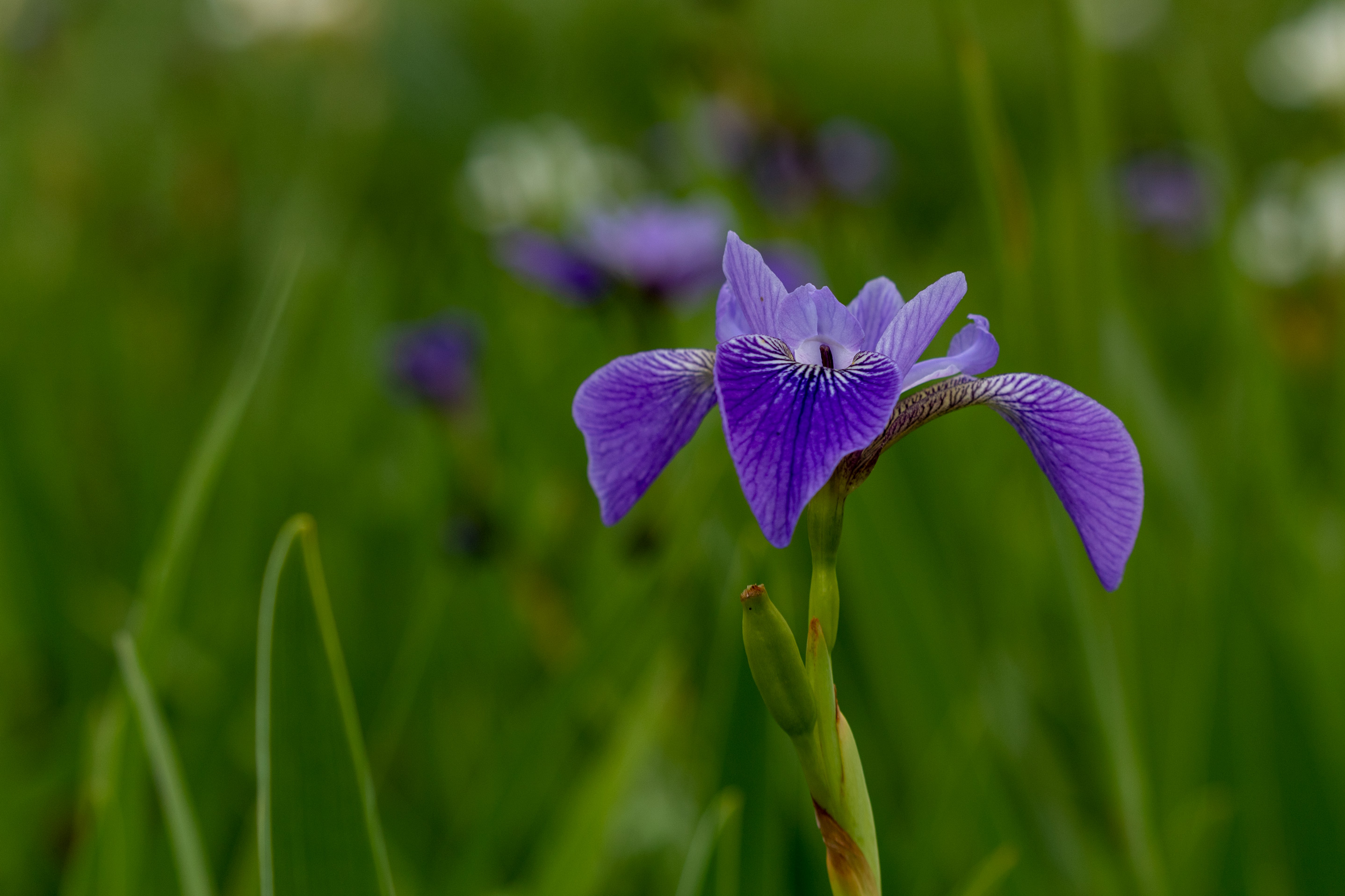 Blue iris against a blurred green background