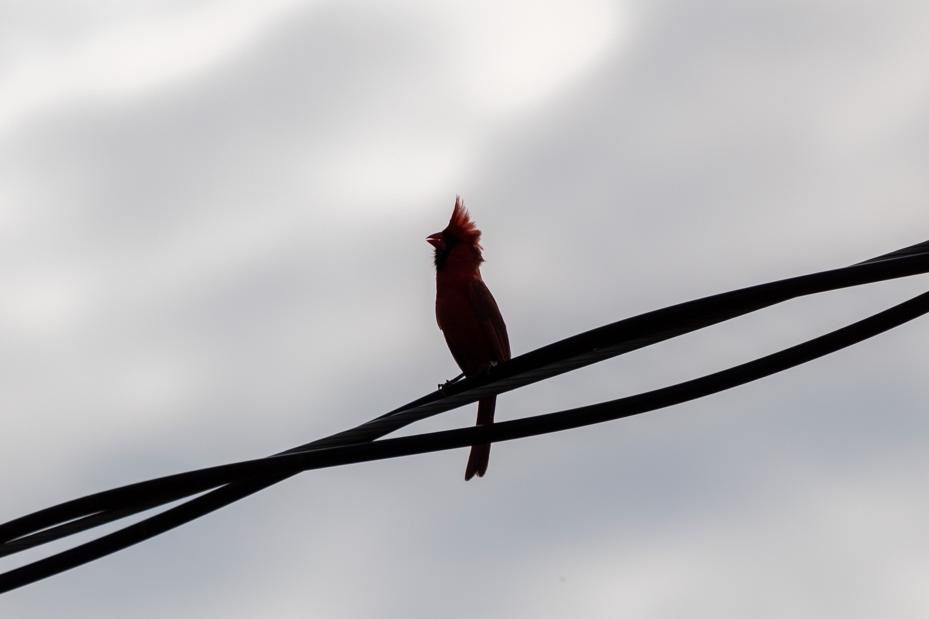 Cardinal sitting on a power line back lit by a cloudy sky