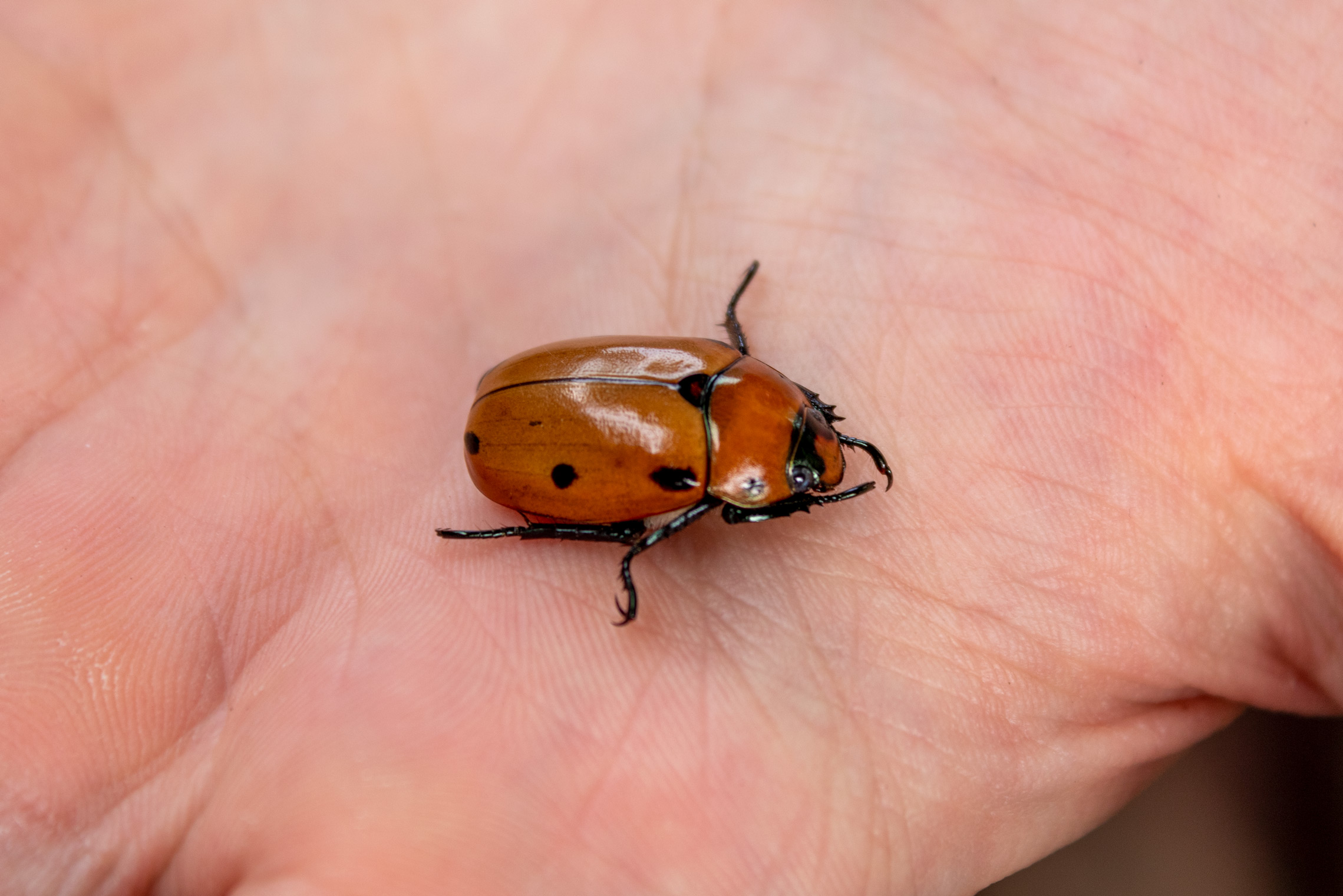 Large orange beetle with black spots sitting on an open hand