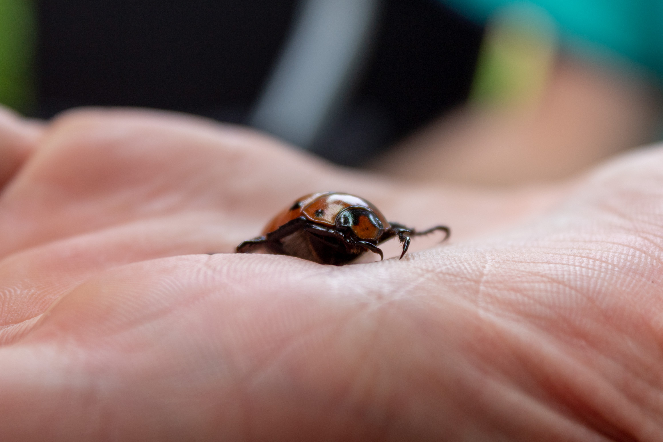 Large orange beetle with black spots sitting on an open hand viewed from the side