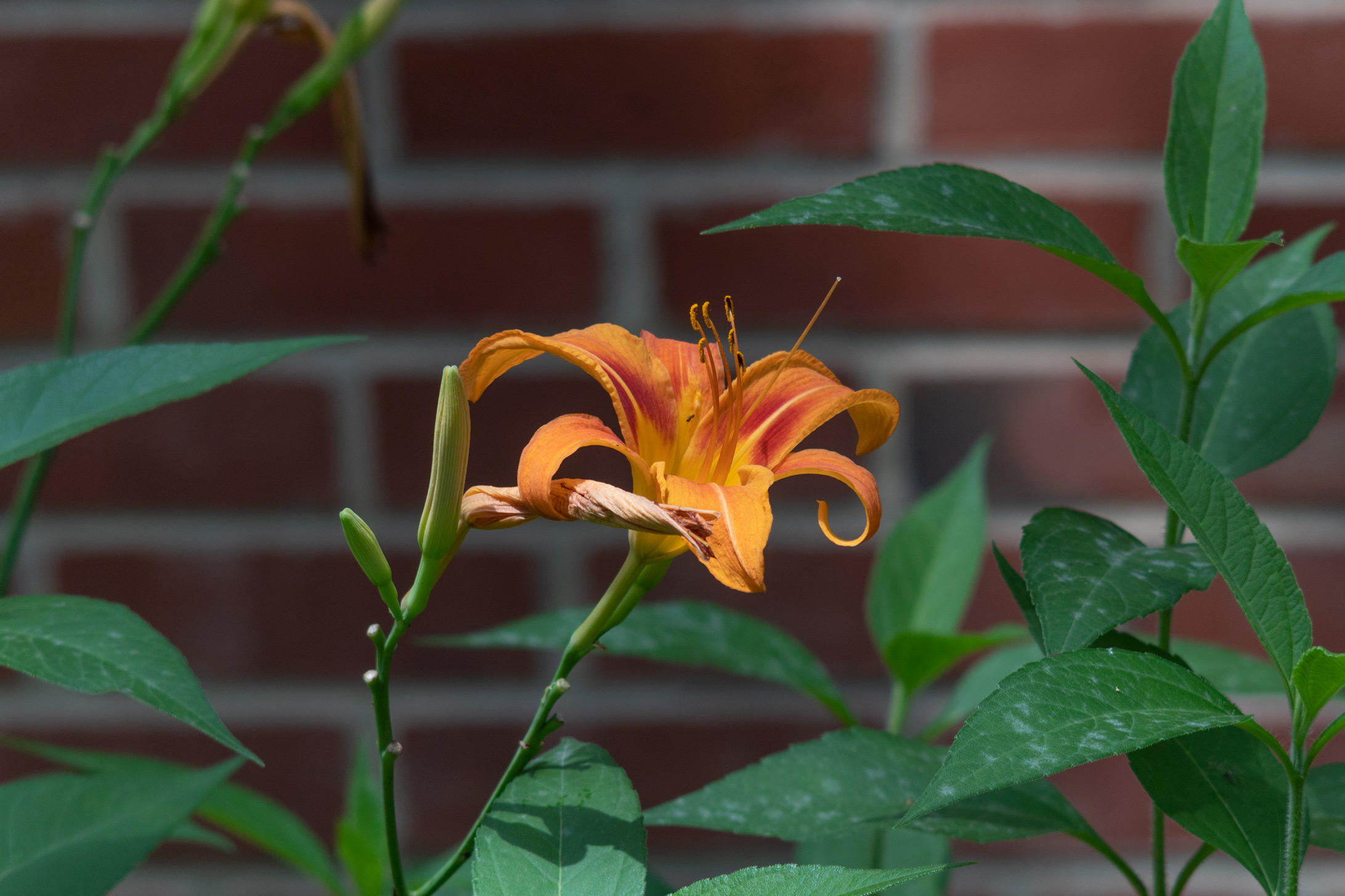 Orange flower with green leaves against a red brick background