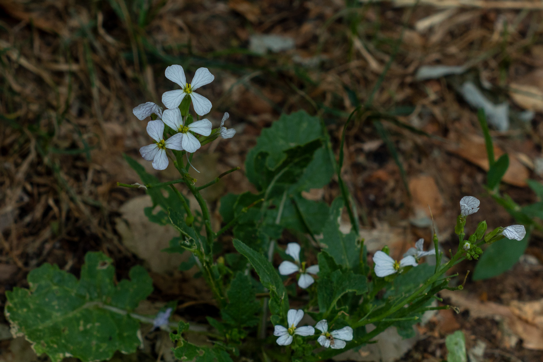 Small white flowers growing on a small green plant