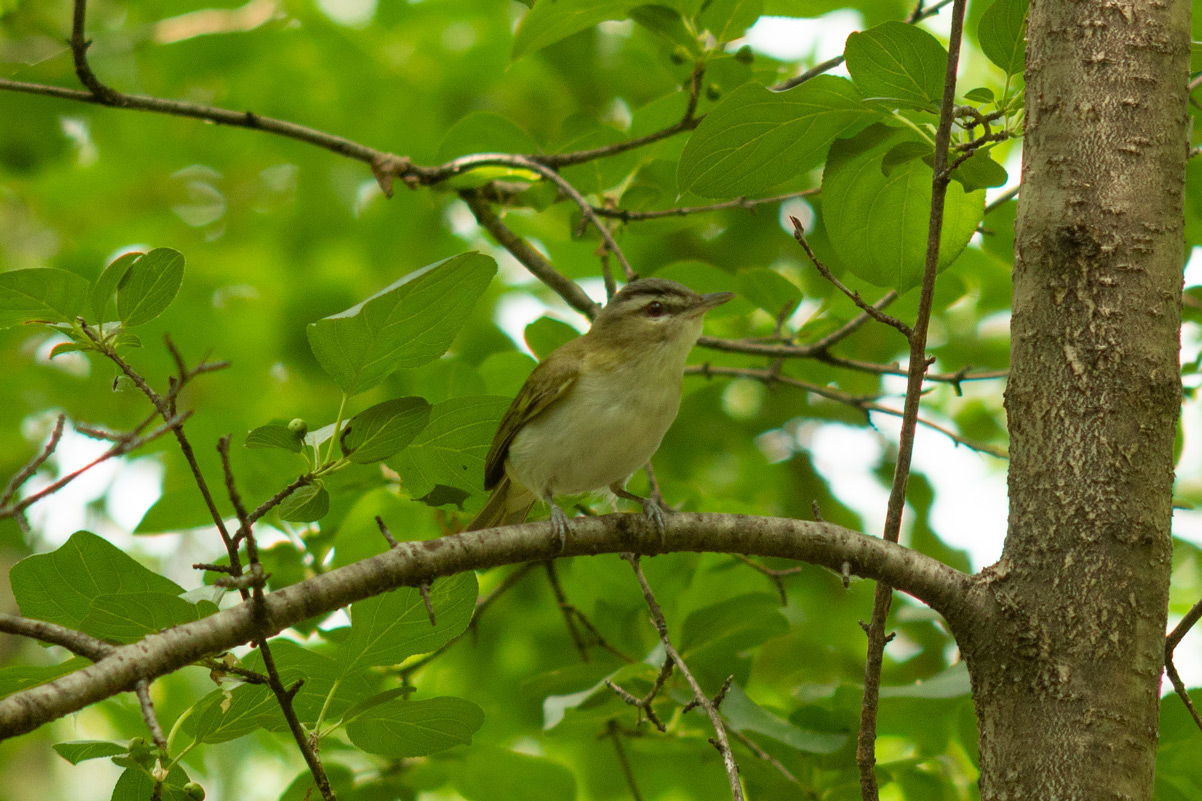 Bird sitting in a tree branch