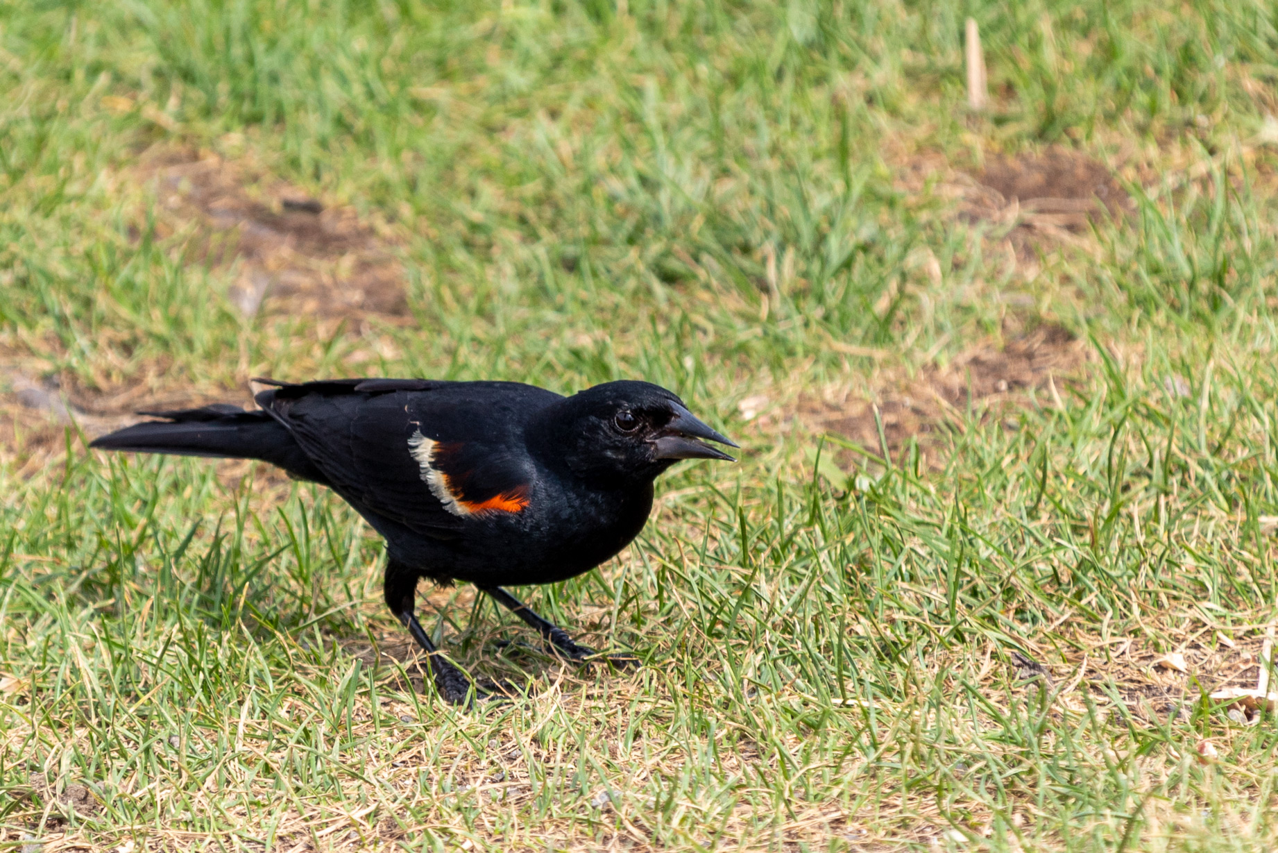 Black bird with a colourful stripe on its wing fading from bright orange to white