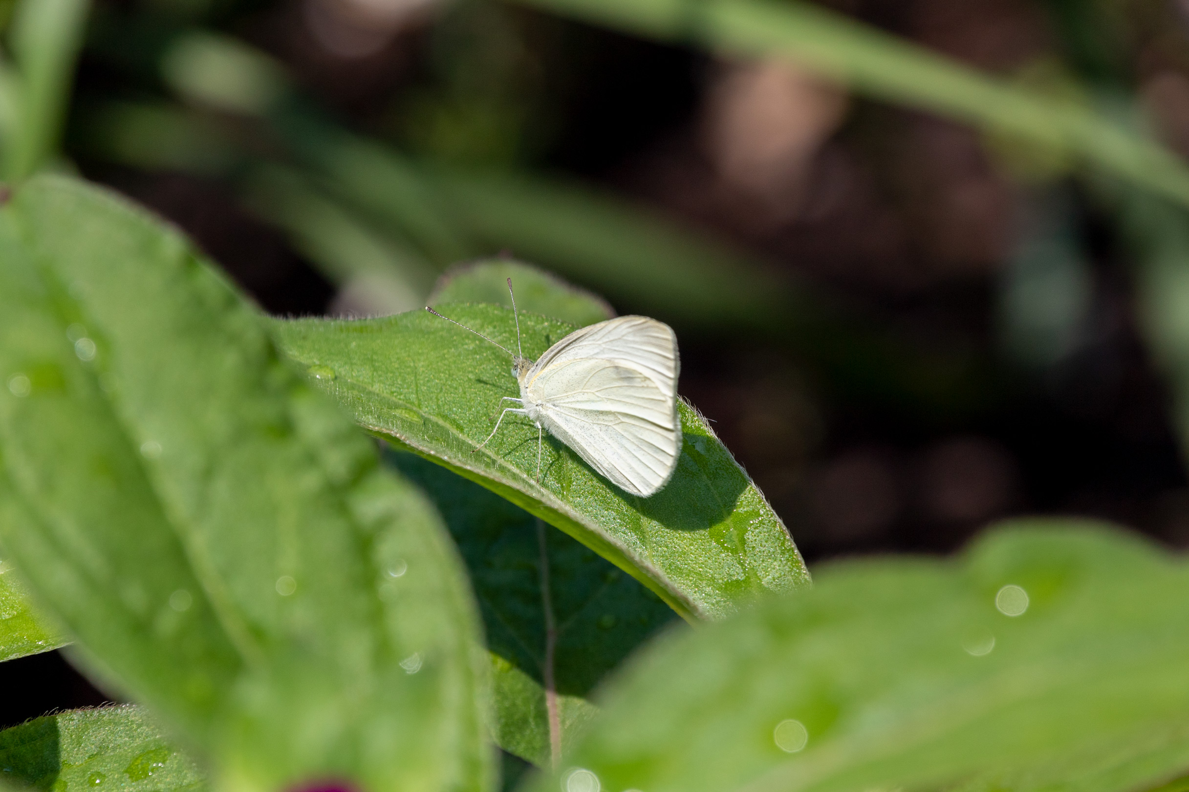 Small white butterfly sitting on a leaf with its wings together