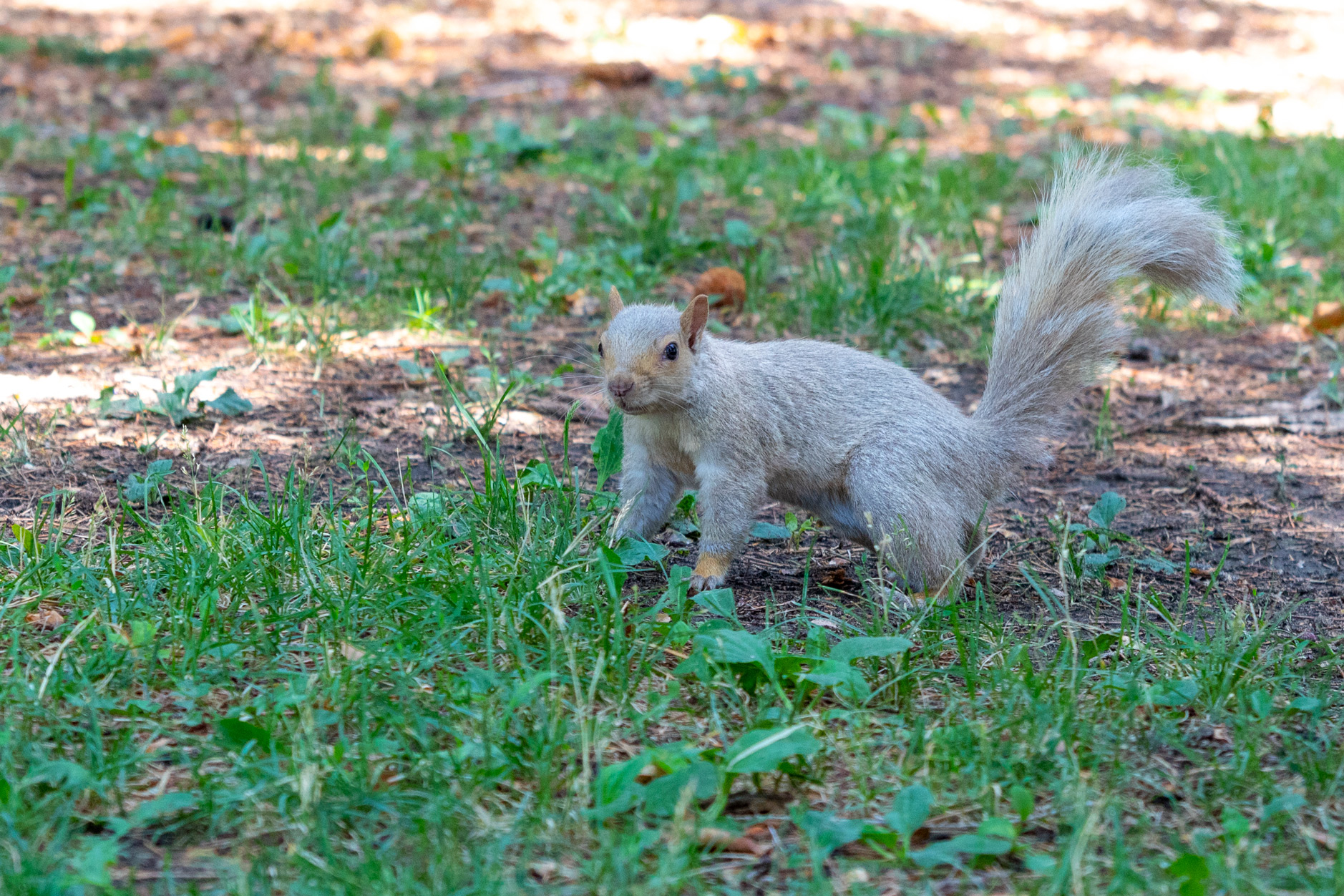 White squirrel with beady black eyes crouched on sparse grass