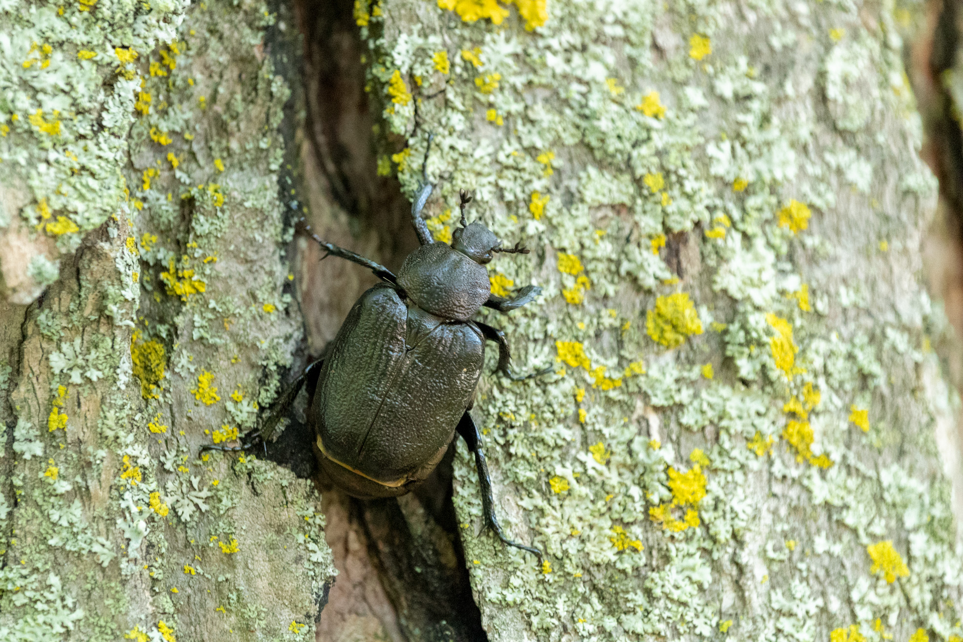 Large black beetle climbing on mossy tree bark