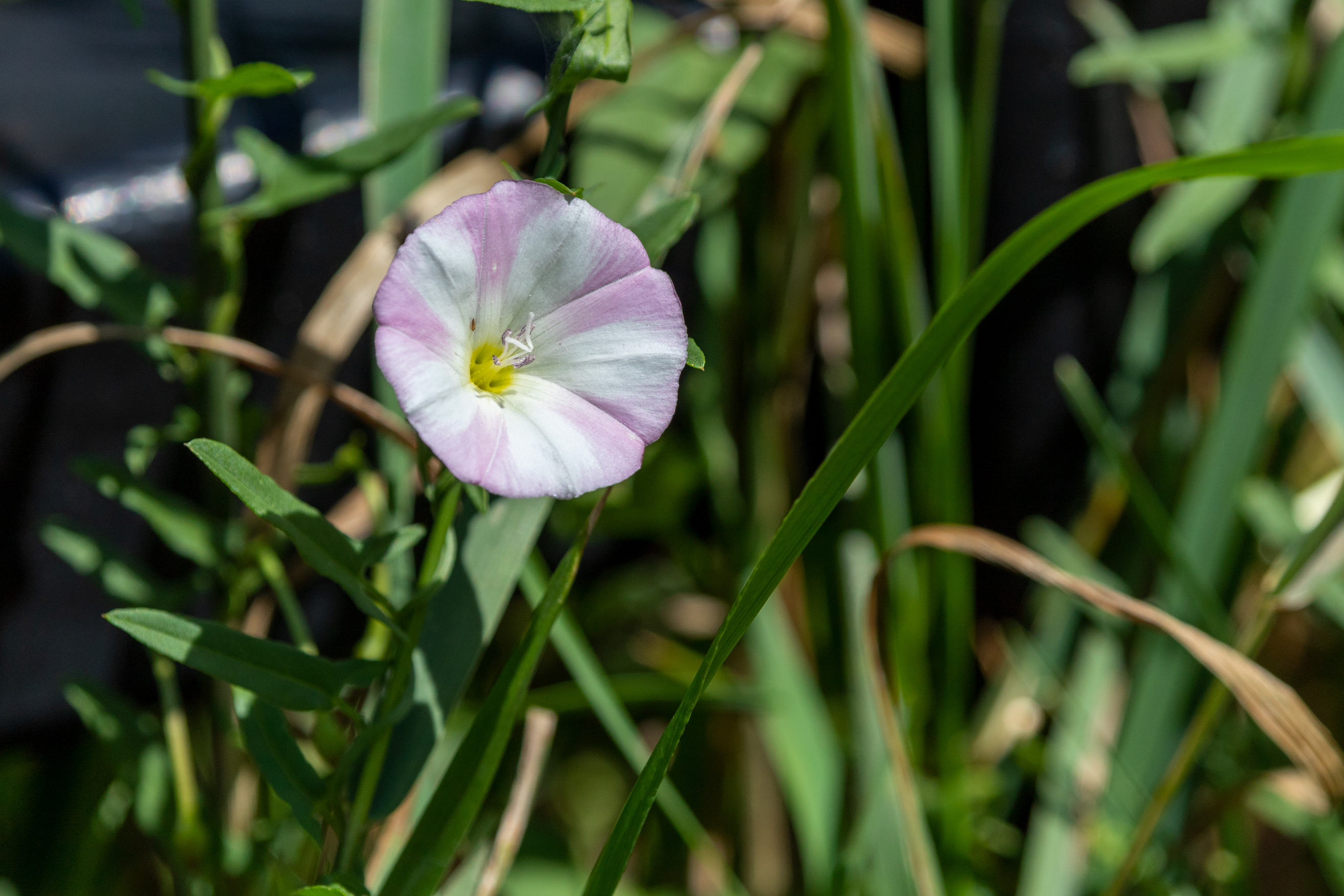 Pink and white-striped flower with a yellow centre and long green leaves