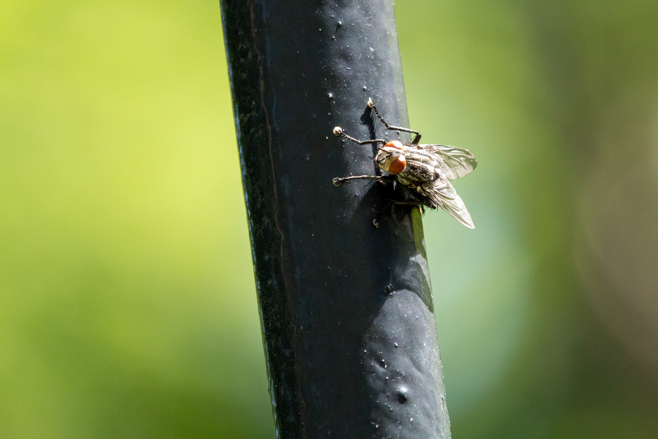 Fly clinging sideways on a black-painted round metal fence post