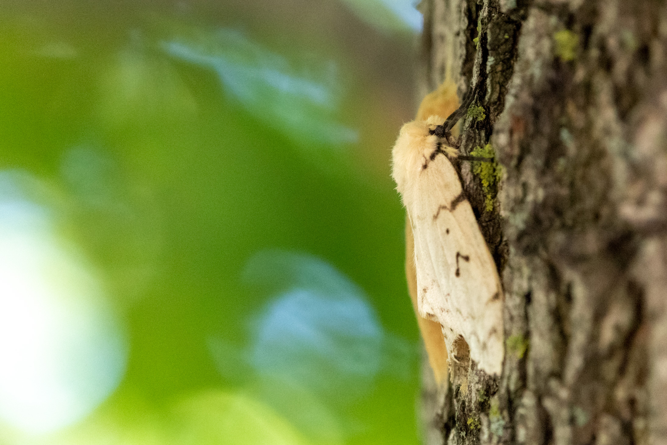 Tan moth with black stripes/spots clinging to tree bark