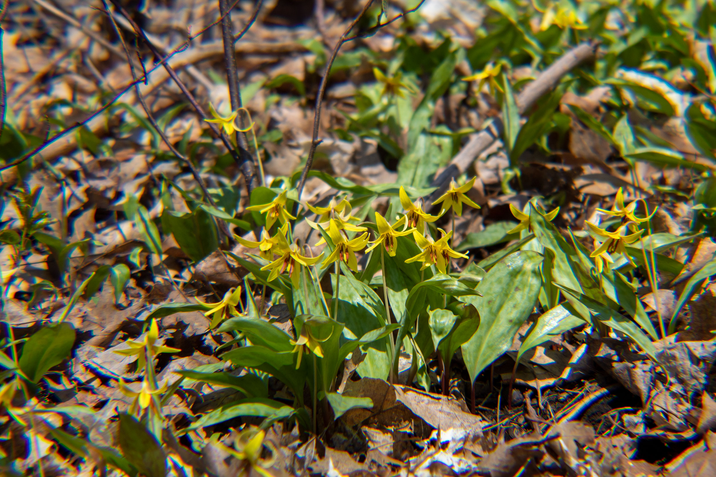 Many yellow flowers with wide patchy green/brown leaves