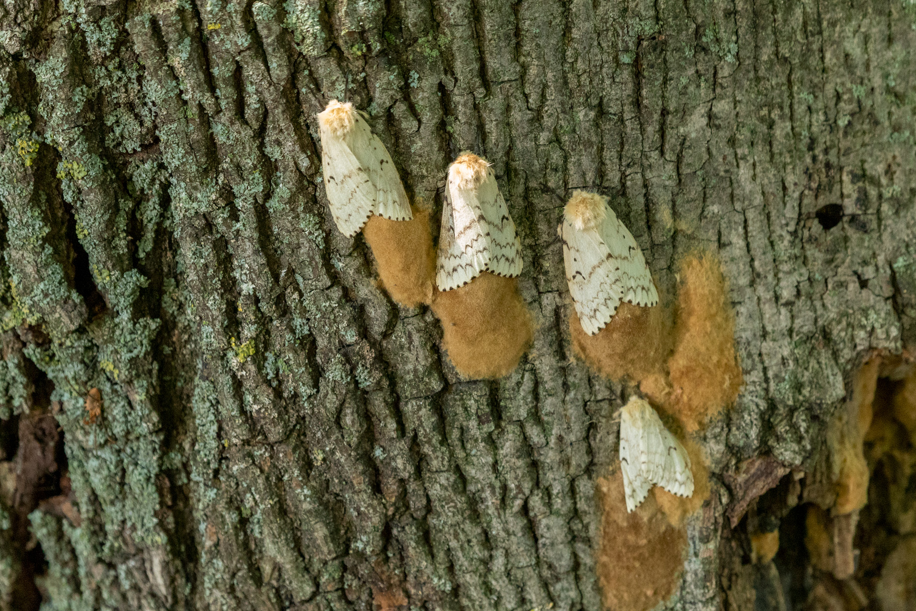 Several tan moths black stripes/spots clinging to tree bark