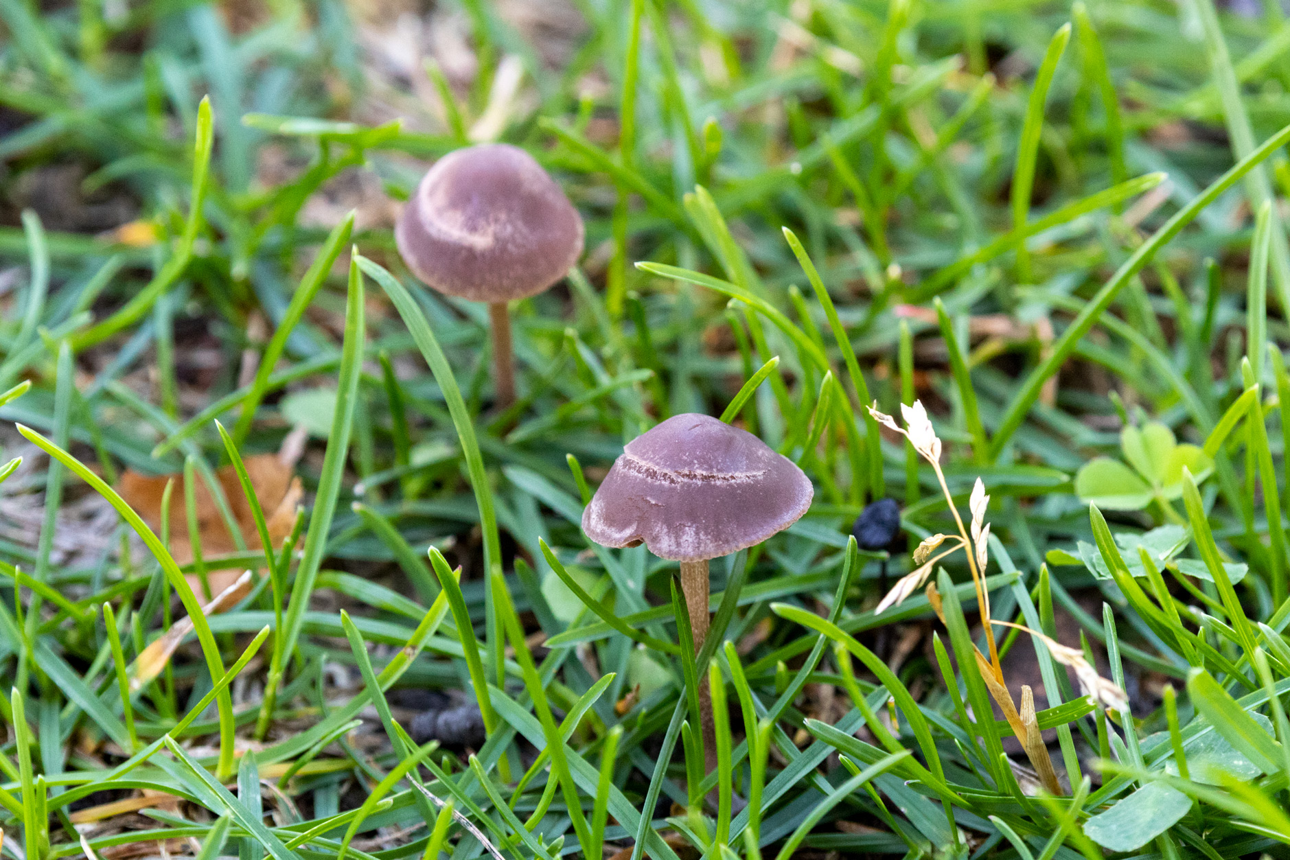Rounded purple-brown mushrooms on tall slim brown stalks