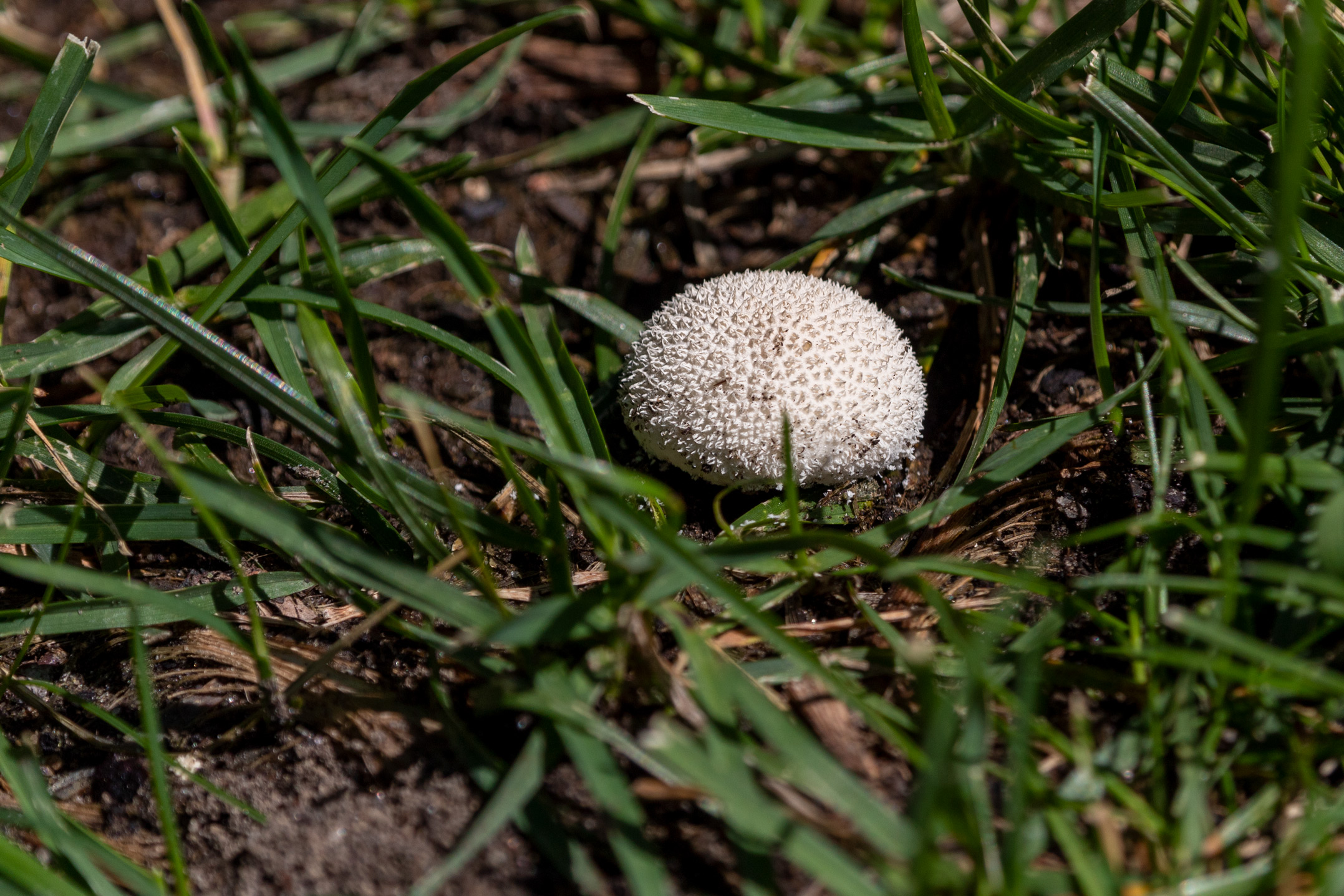 Small round mushroom with small spiky protrusions