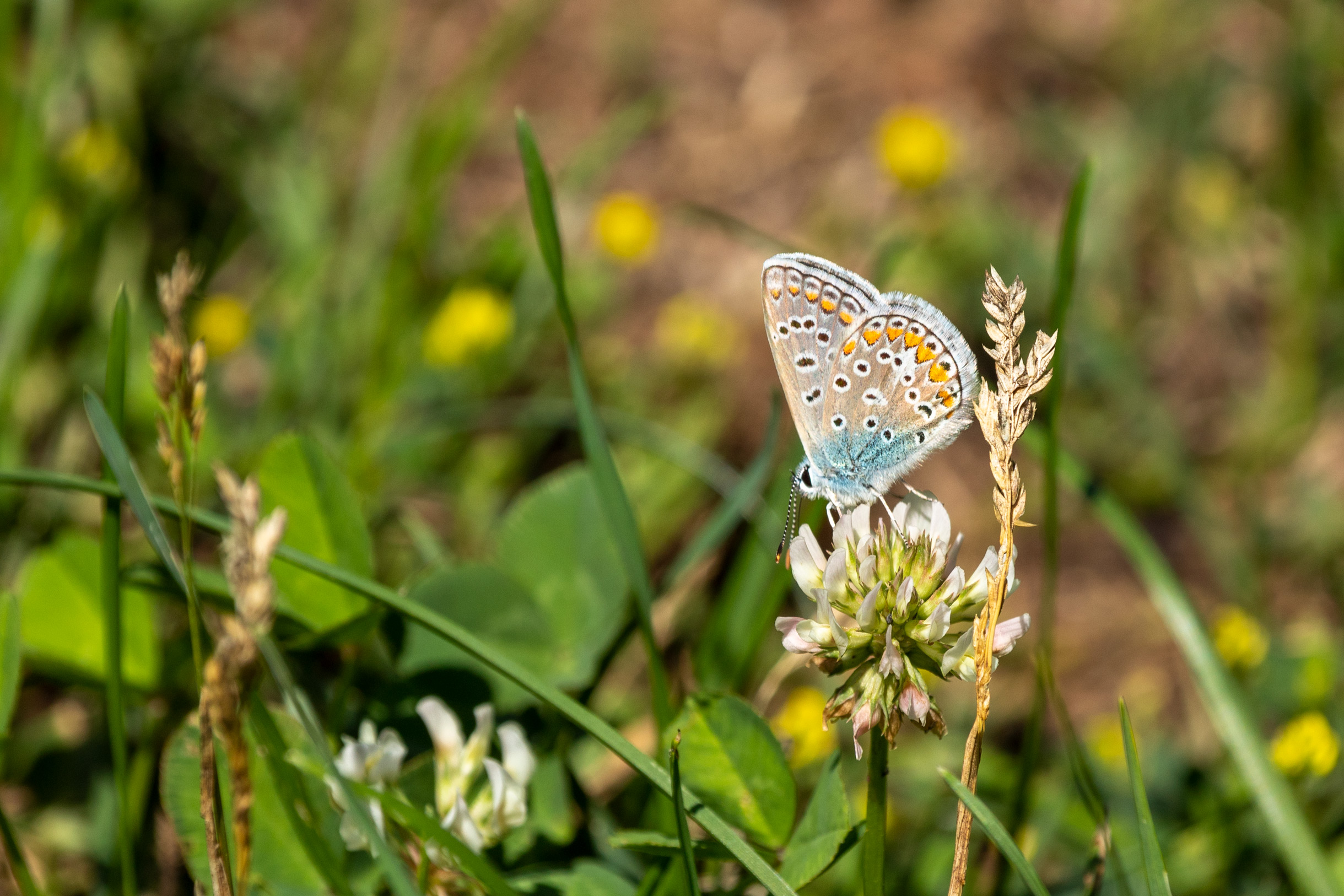 Small butterfly with spotted blue, orange, black and white wings on a clover flower
