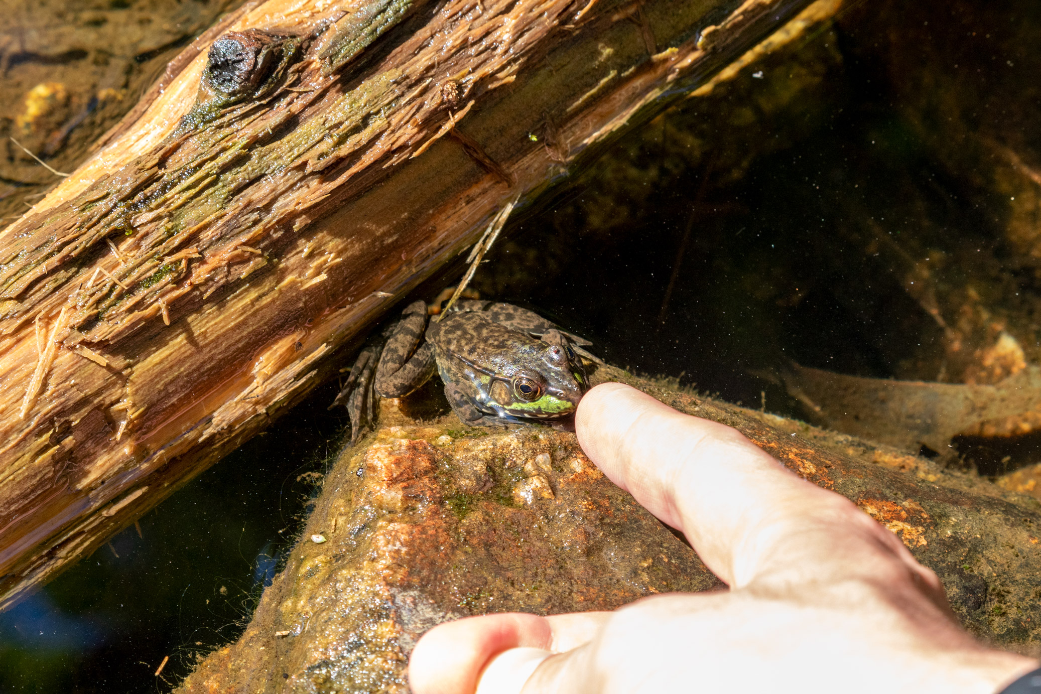 Frog sitting in shallow water beside a soggy log and being lightly booped by a finger