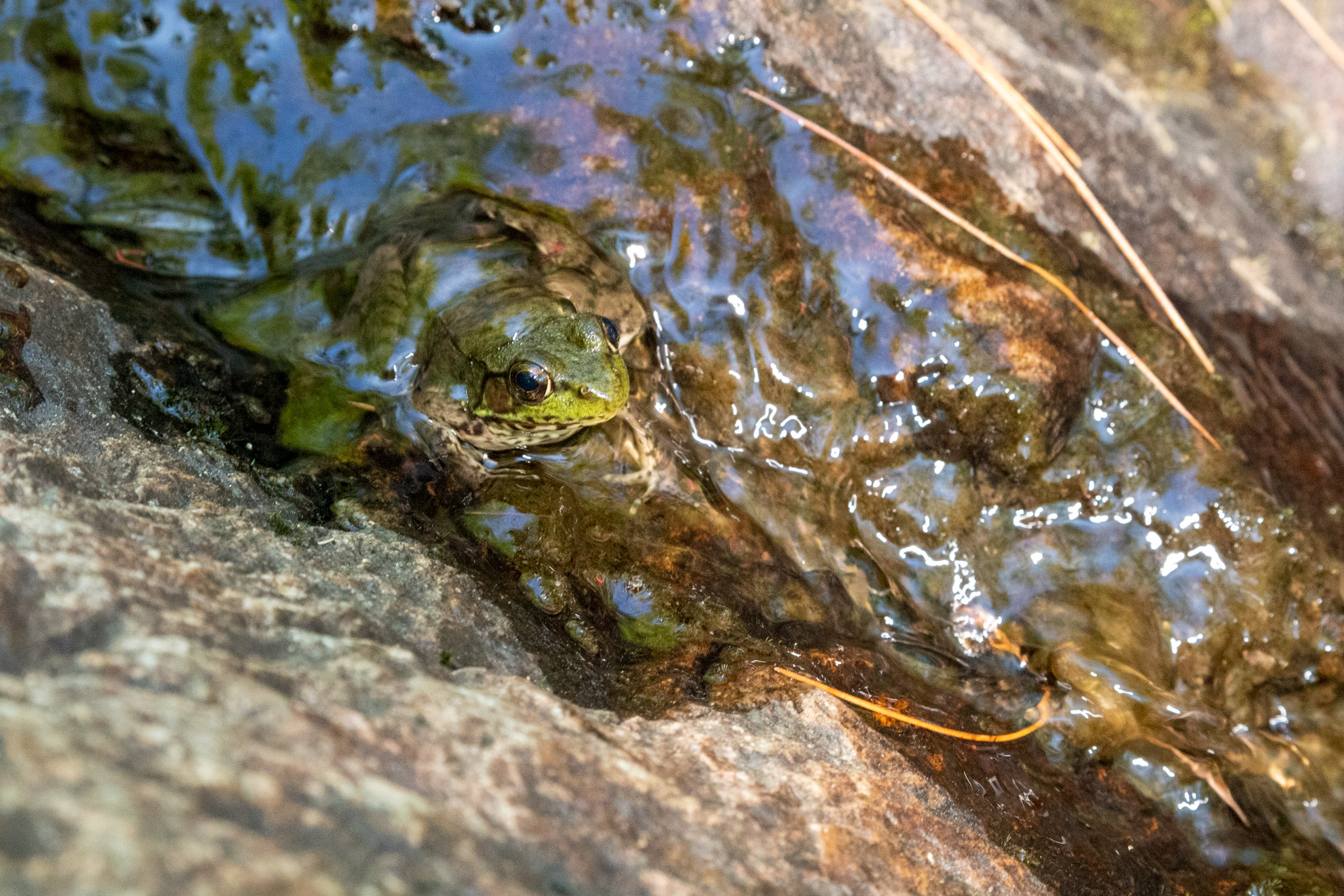 Frog sitting in shallow water