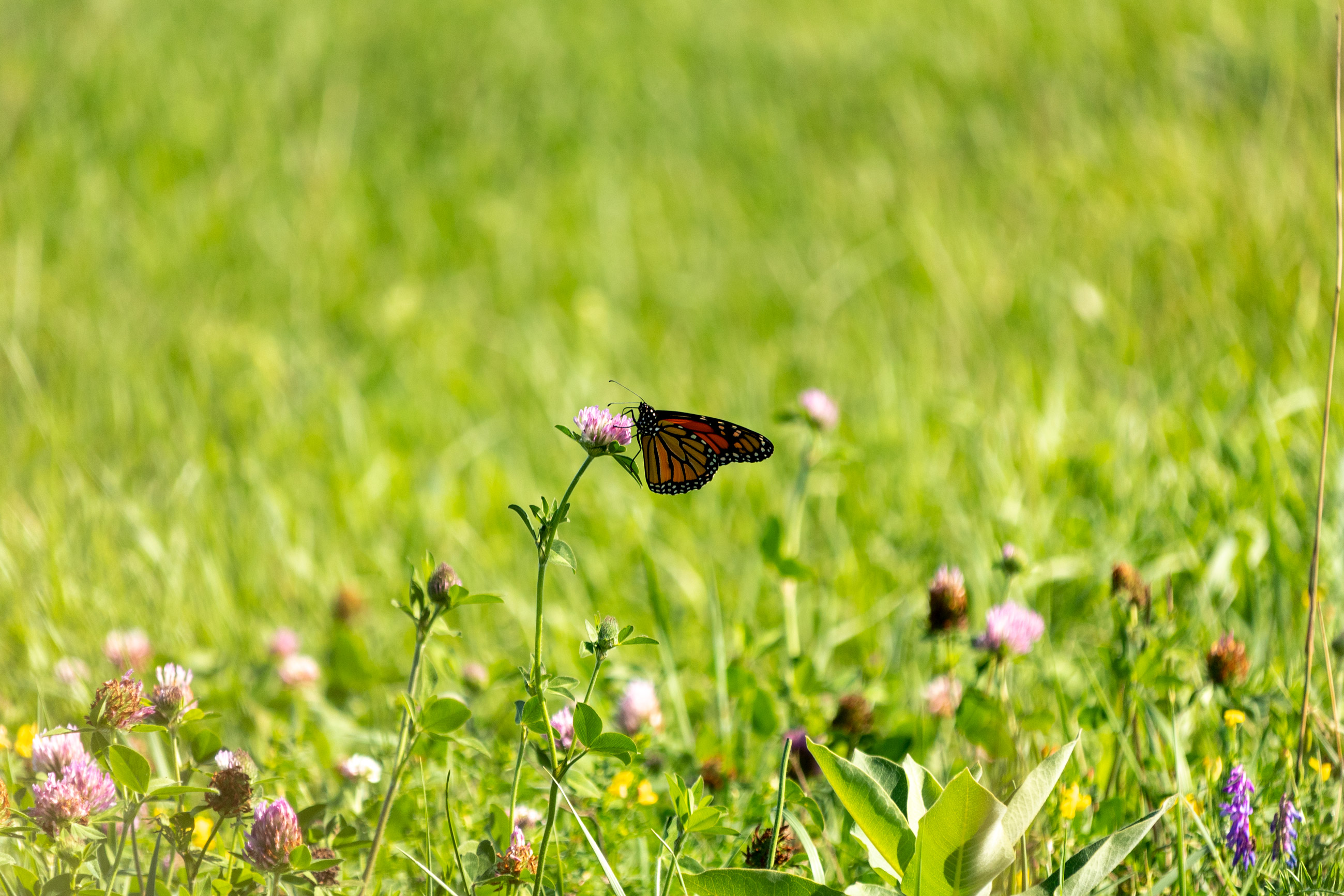Orange and black butterfly dining at a clover blossom in a grassy field filled with wildflowers