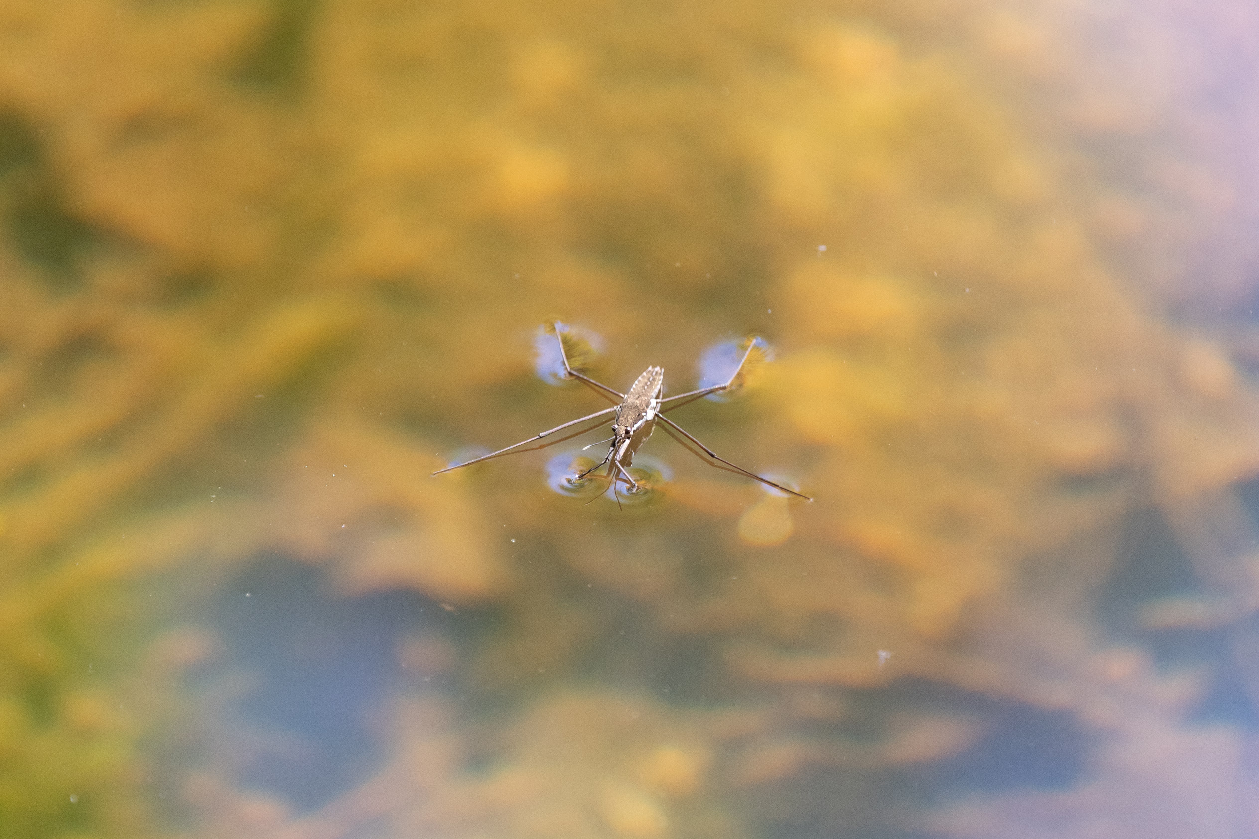 Insect with long limbs standing on water