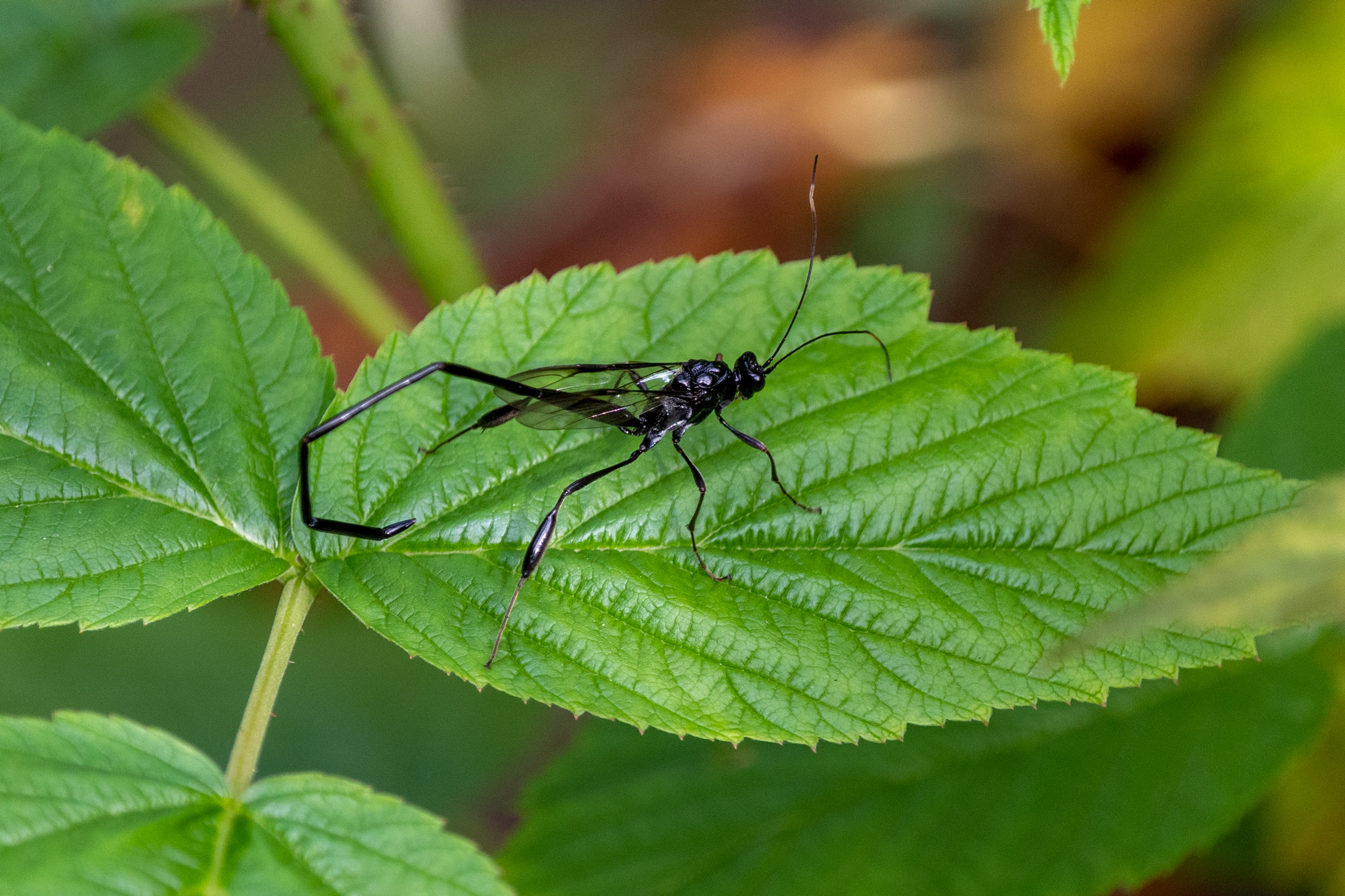 Long black winged insect standing on a green leaf