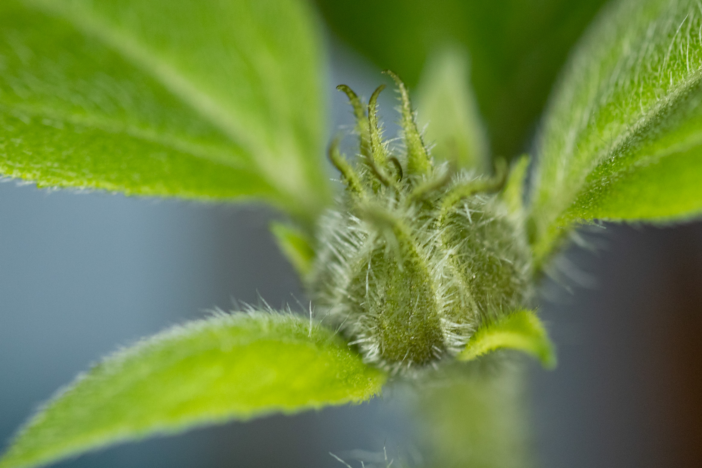 Macro shot of a young sunflower bud