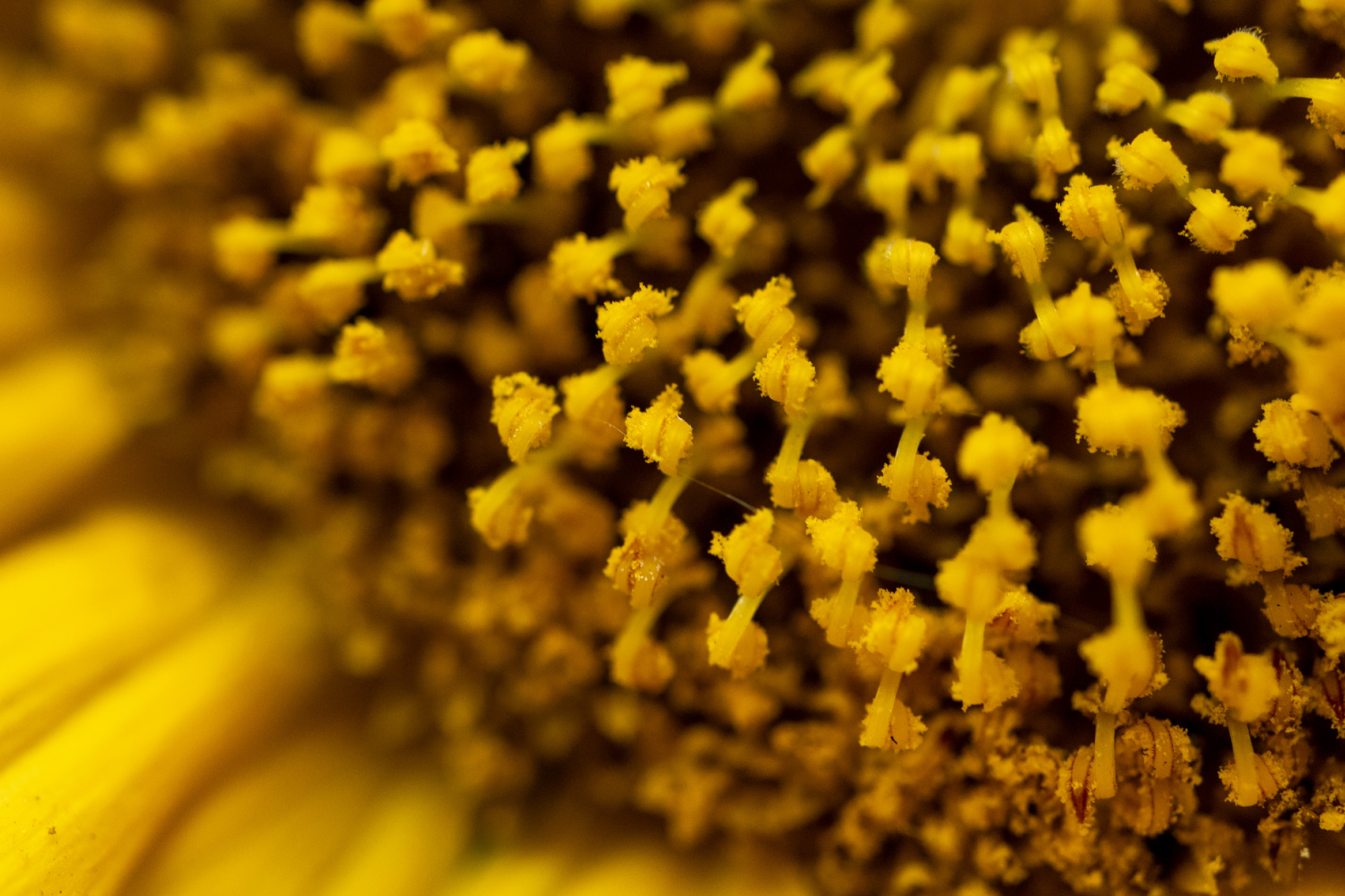 Macro shot of the middle section of a sunflower