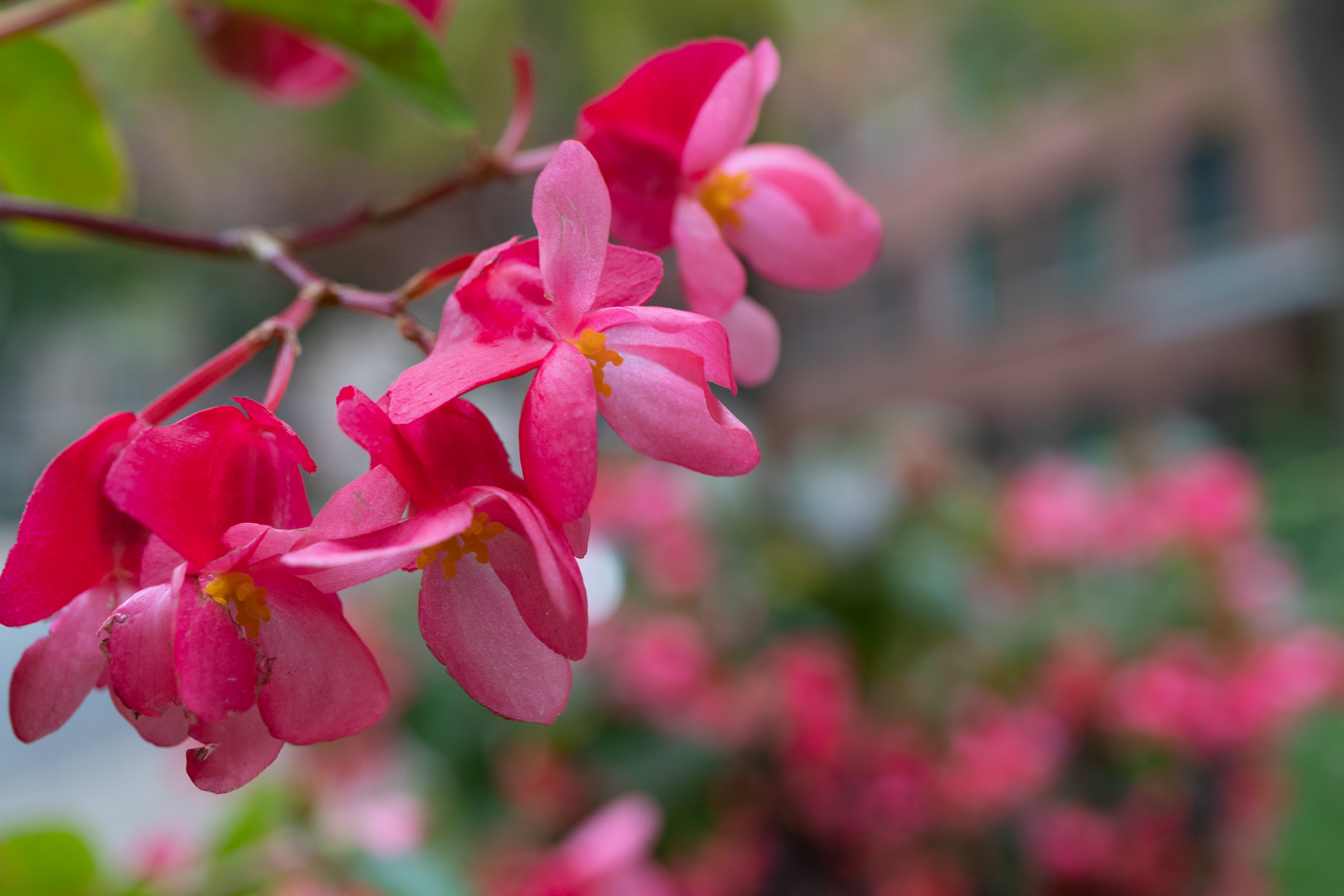 Several pink flowers with slim petals branching off from a single branch