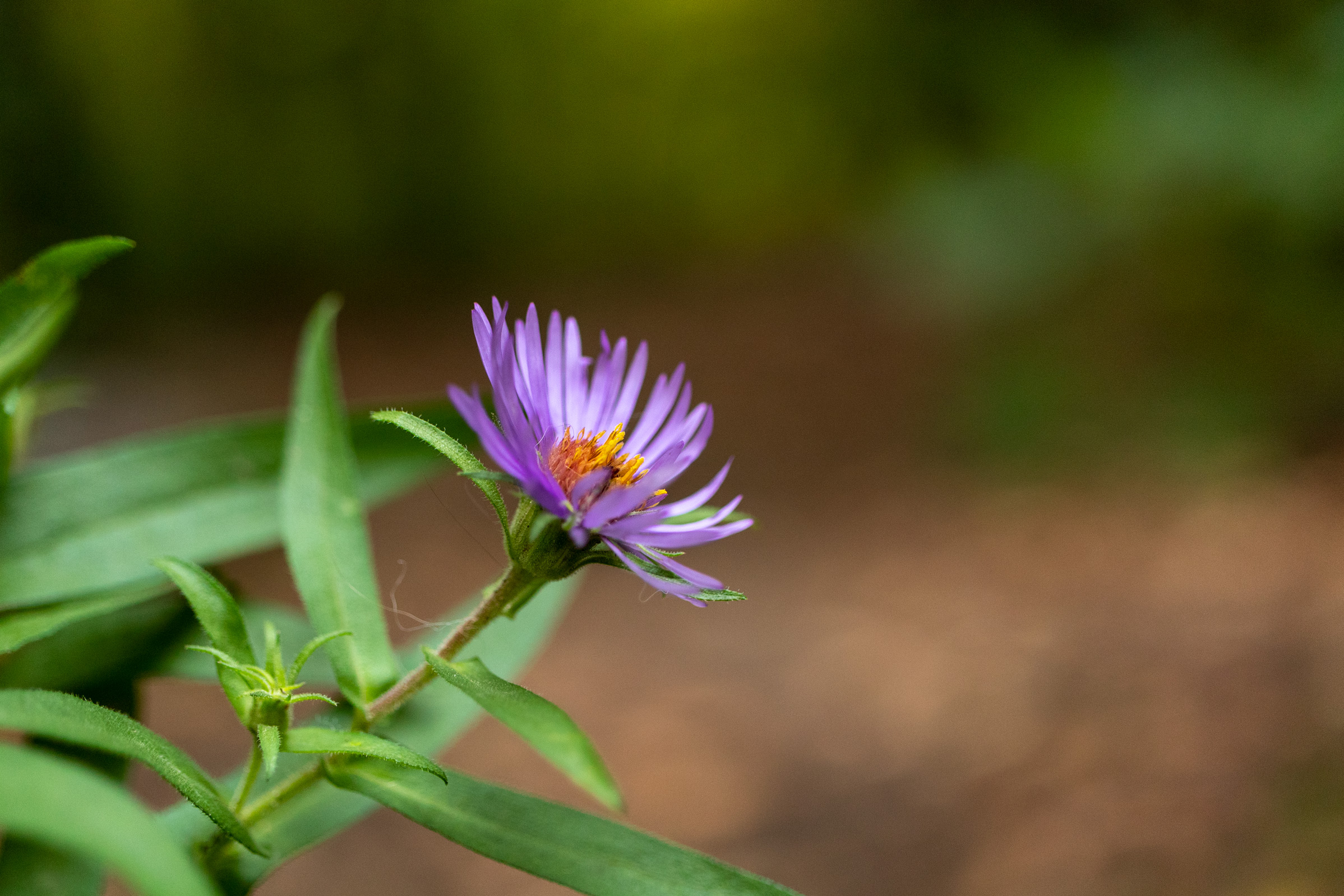 Purple flower with many thin petals and a yellow centre with several slim green leaves on its stalk