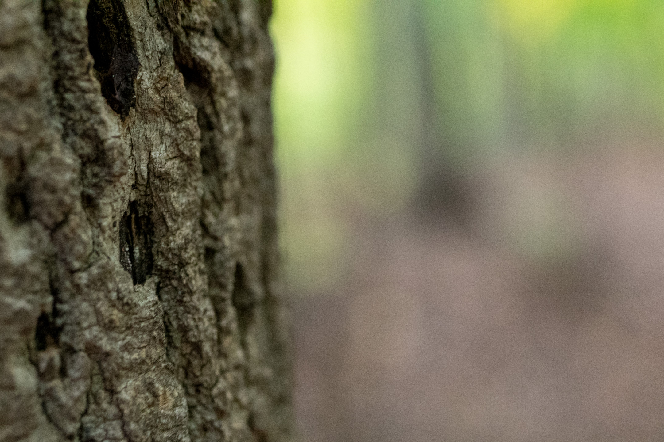 Macro shot of tree bark covered in healed woodpecker holes in front of an out-of-focus background