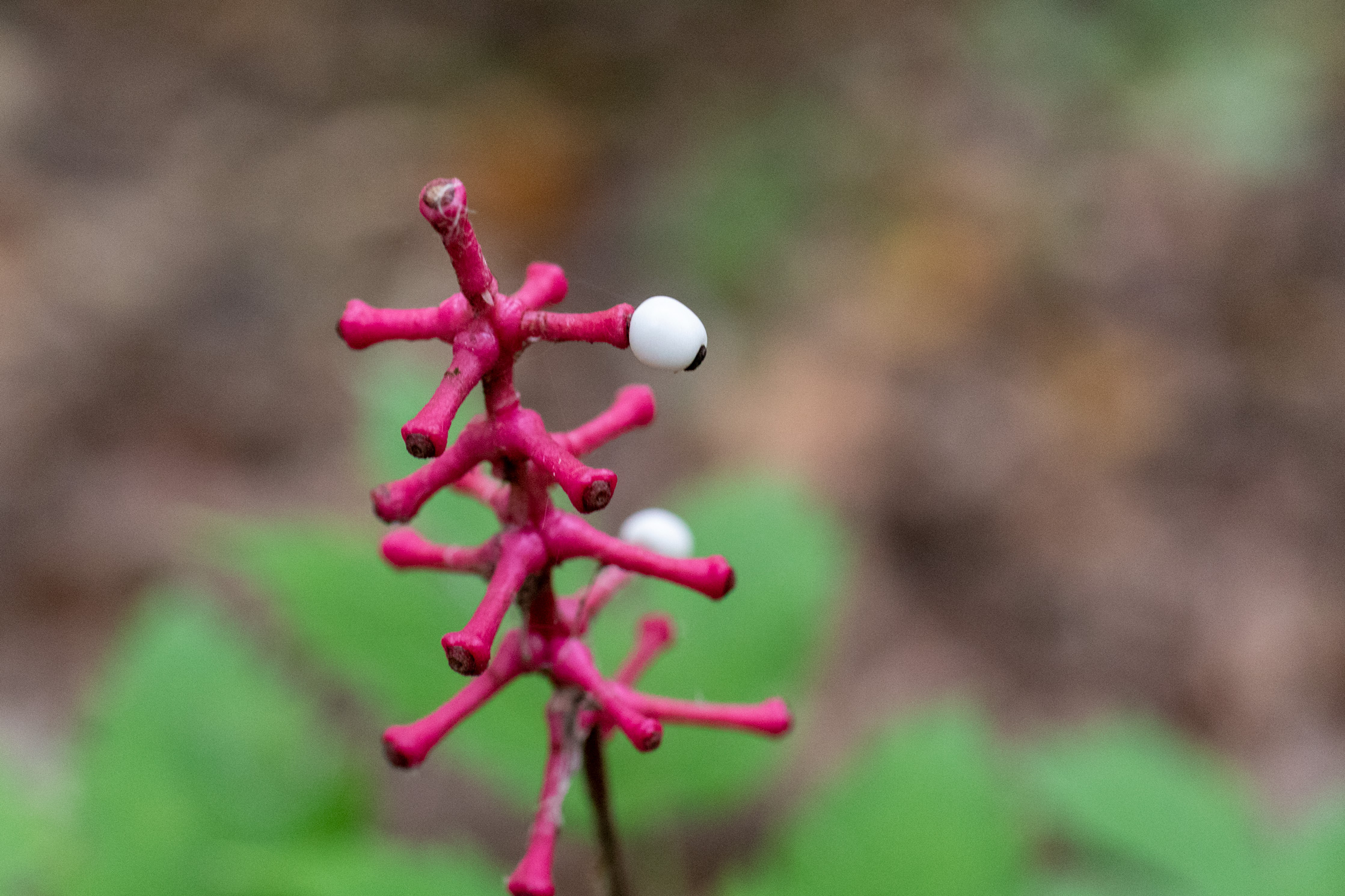 White berry on a strange red plant