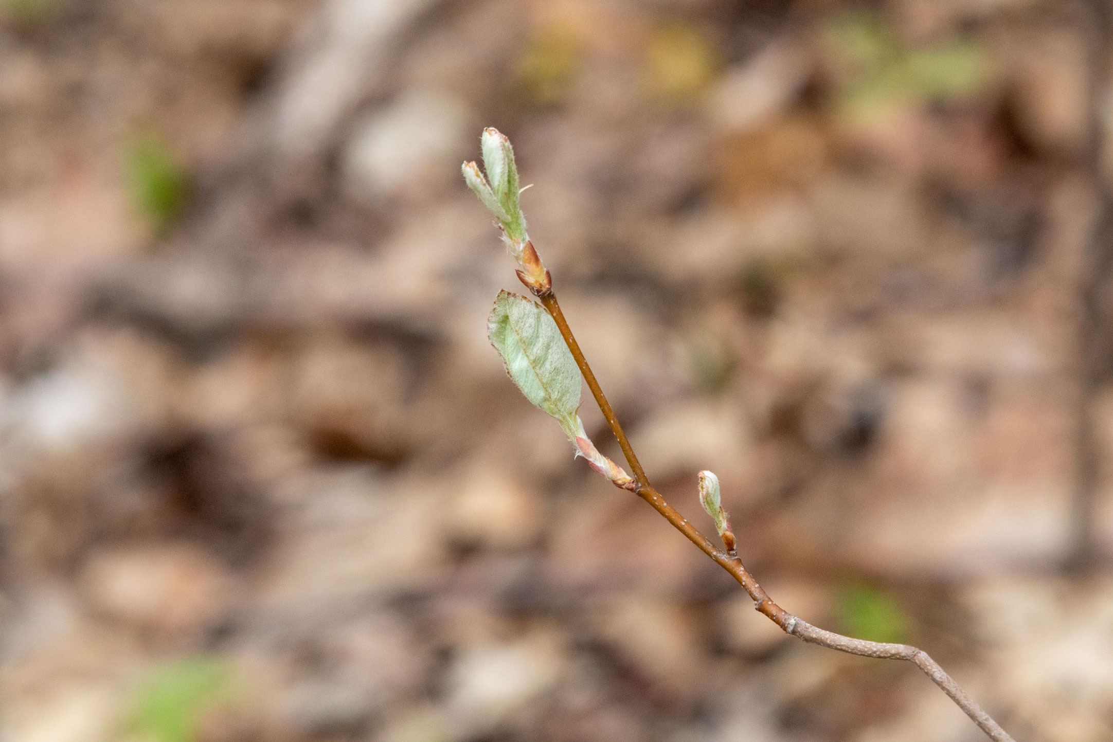 Very small leaves on a very small branch