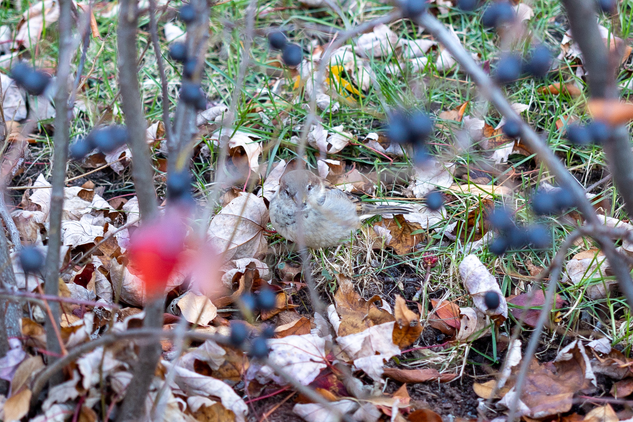 Small bird sitting on the leafy ground behind a blurred foreground of blue berries on bushes