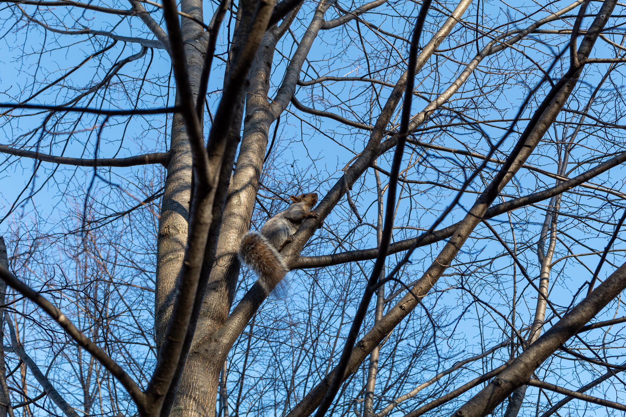 Squirrel climbing a tree which has lost its leaves