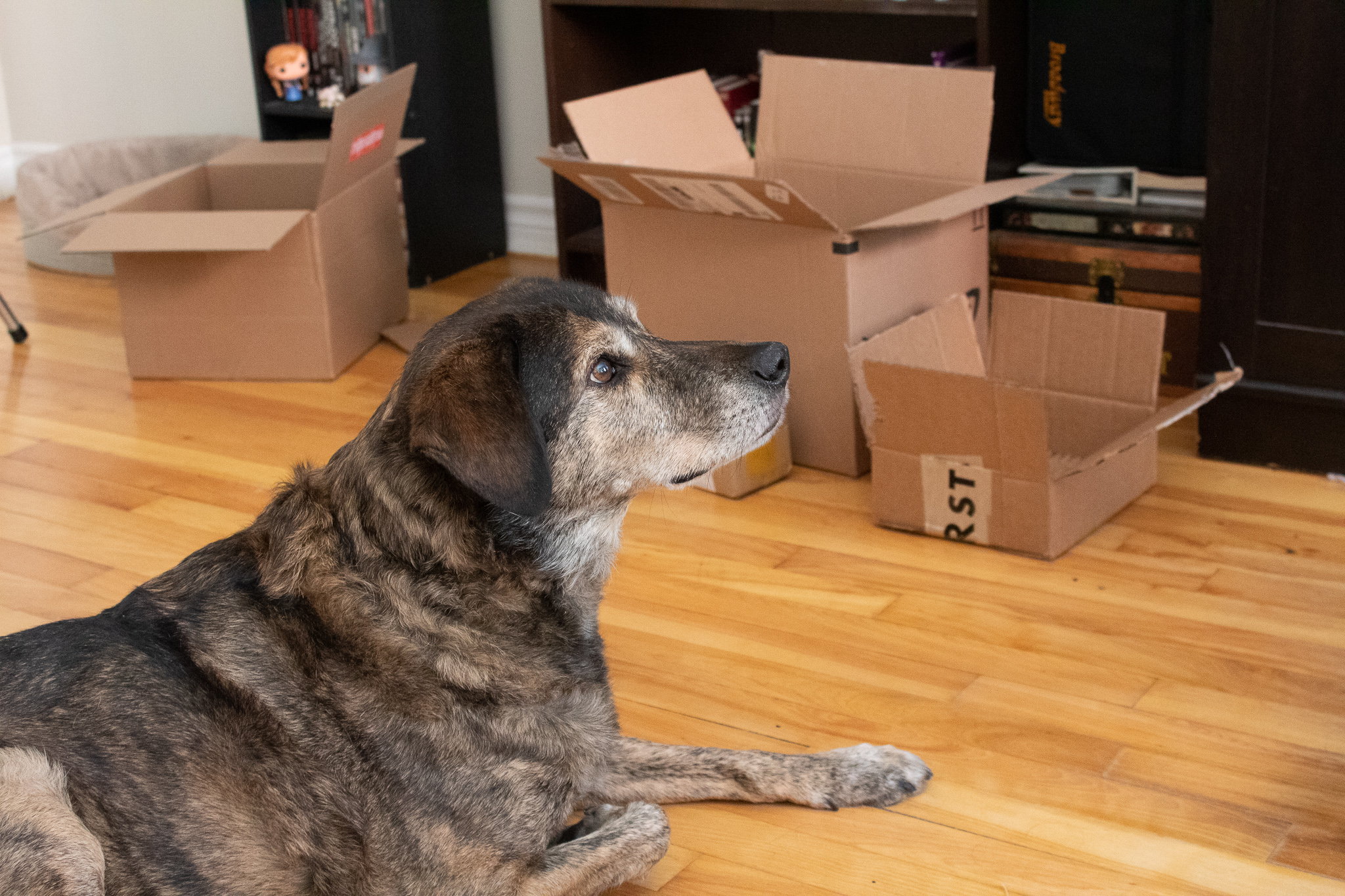 Brown dog sitting on a hardwood floor in front of cardboard boxes
