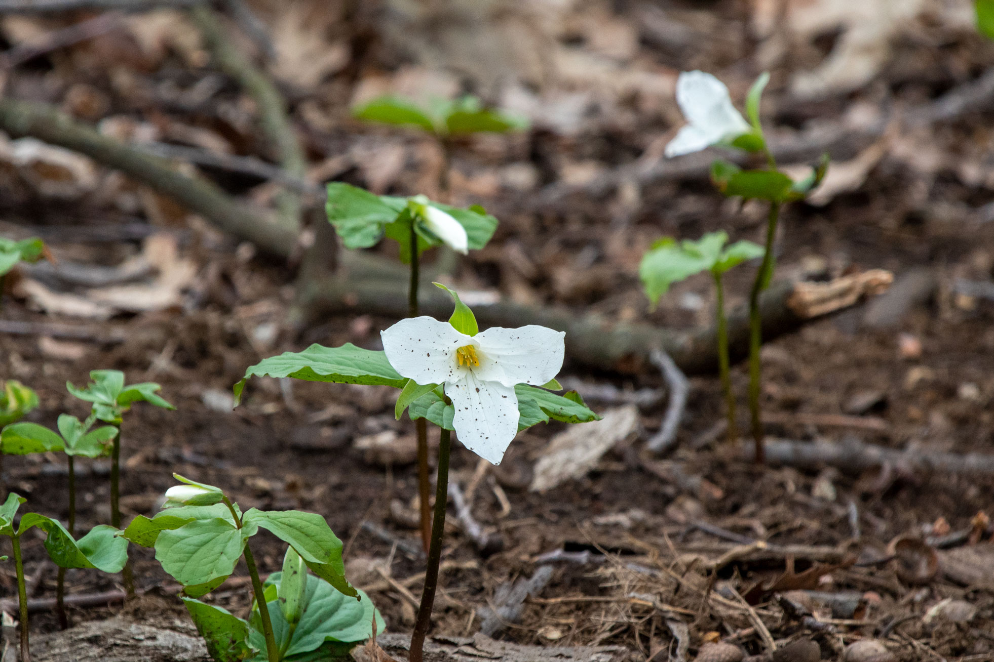 A trillium on the forest floor speckled with mud