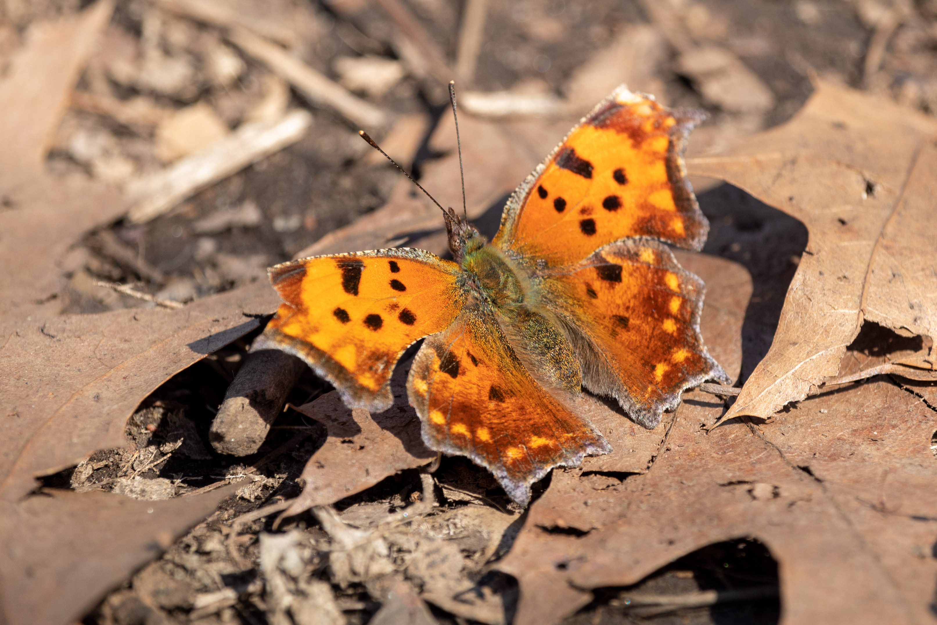 Fuzzy orange butterfly with black spots sitting on the leaf-covered ground